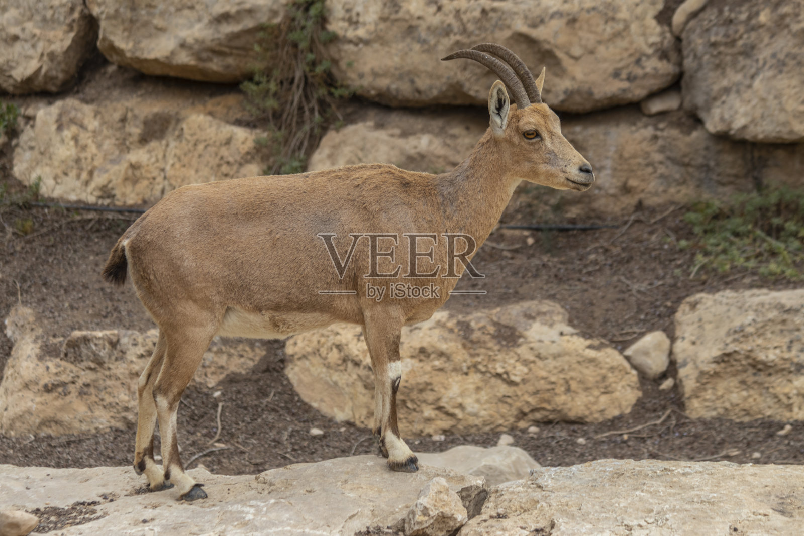努比亚野山羊(Capra nubiana)生活在内瓦沙漠照片摄影图片