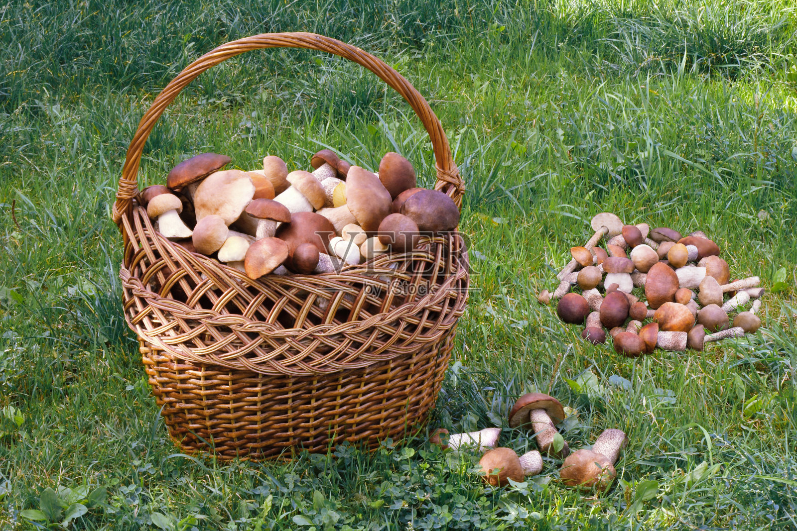 桌上的篮子里放着白色的蘑菇照片摄影图片