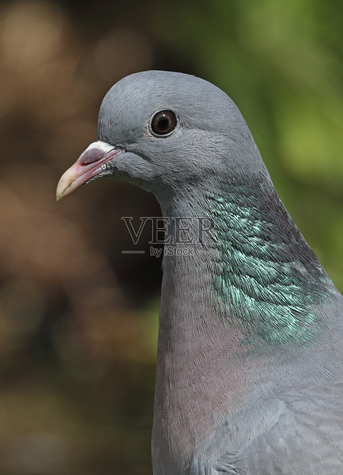 鱼类在那里照片摄影图片