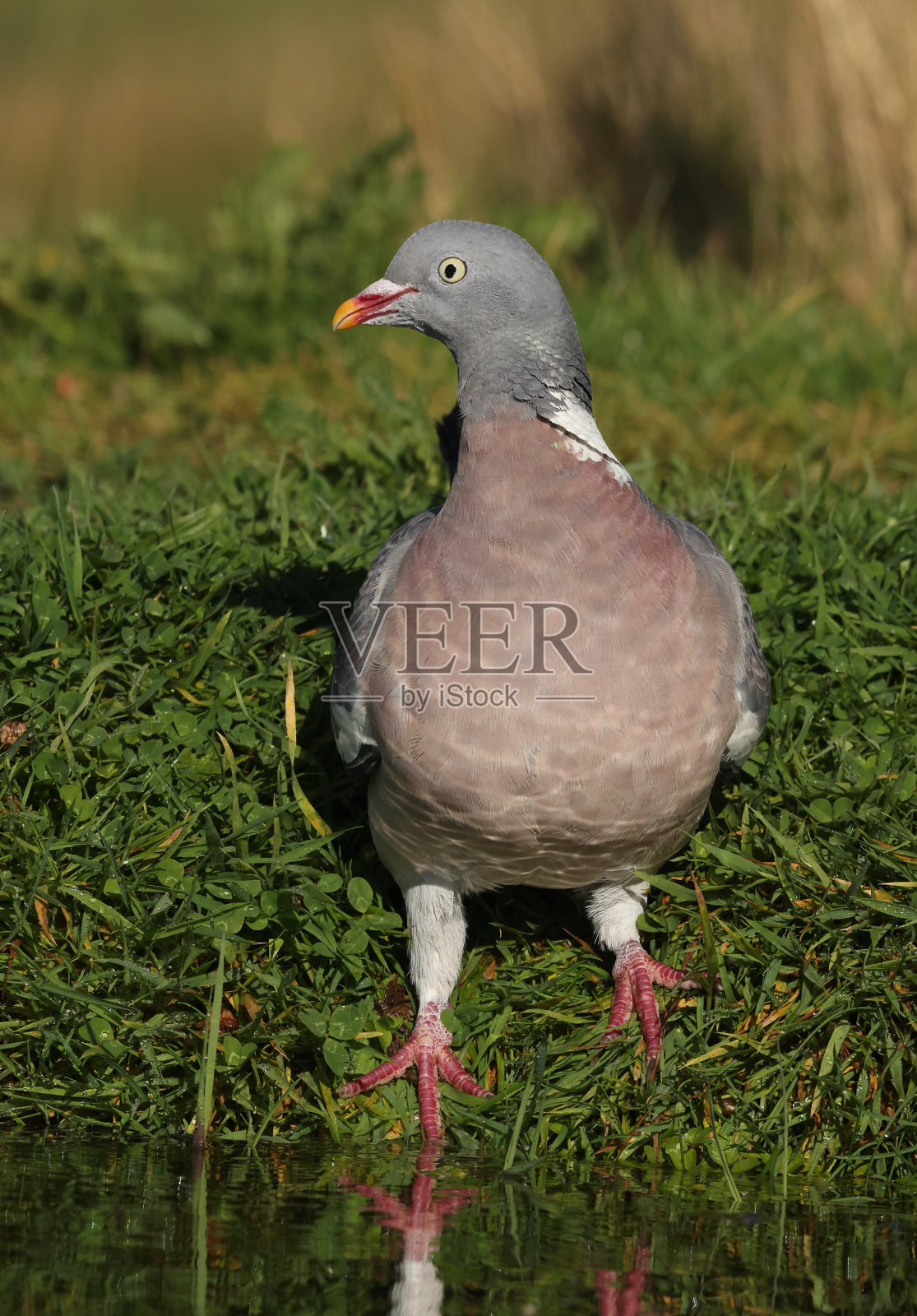 常见Woodpigeon照片摄影图片