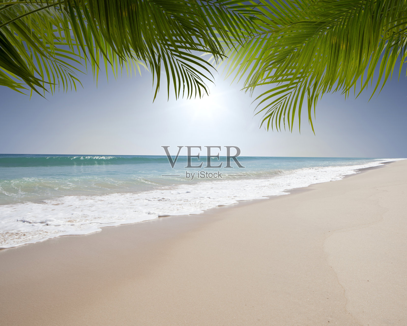 根据棕榈照片摄影图片