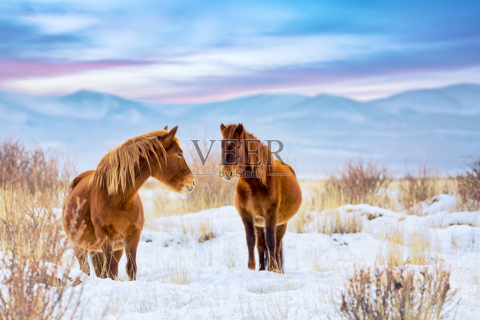 冬季俄罗斯阿尔泰山脉上的骏马。野生动物多彩的日落景观照片摄影图片