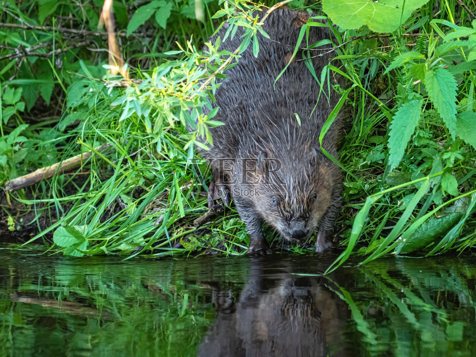 欧洲海狸照片摄影图片