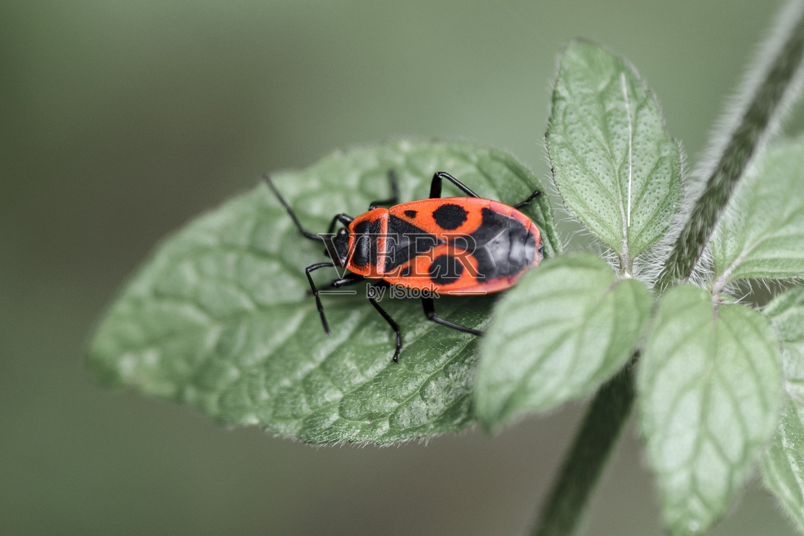 美丽明亮的甲虫，在植物的叶子上照片摄影图片