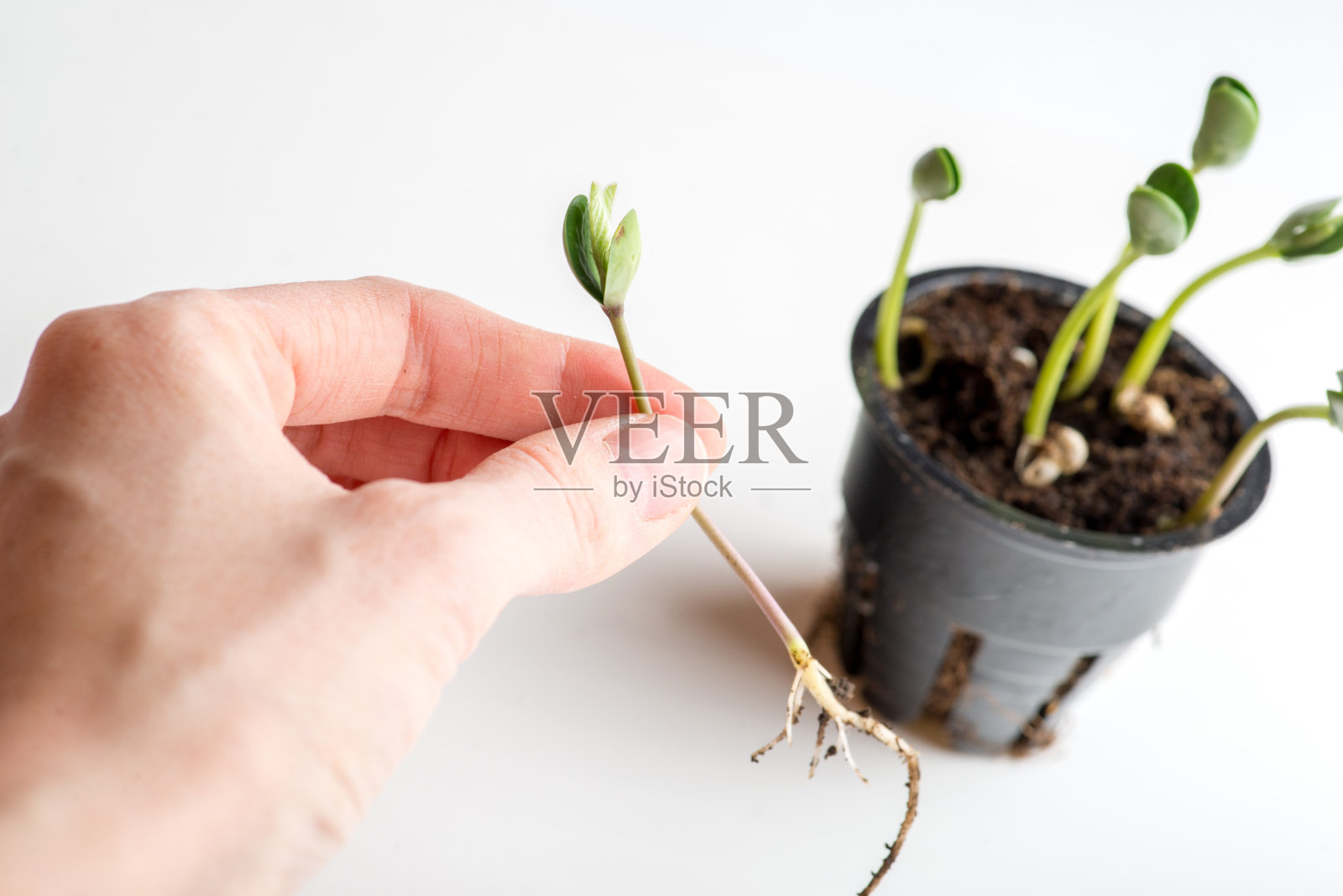 土壤中大豆芽的萌发。白人的手移植植物照片摄影图片