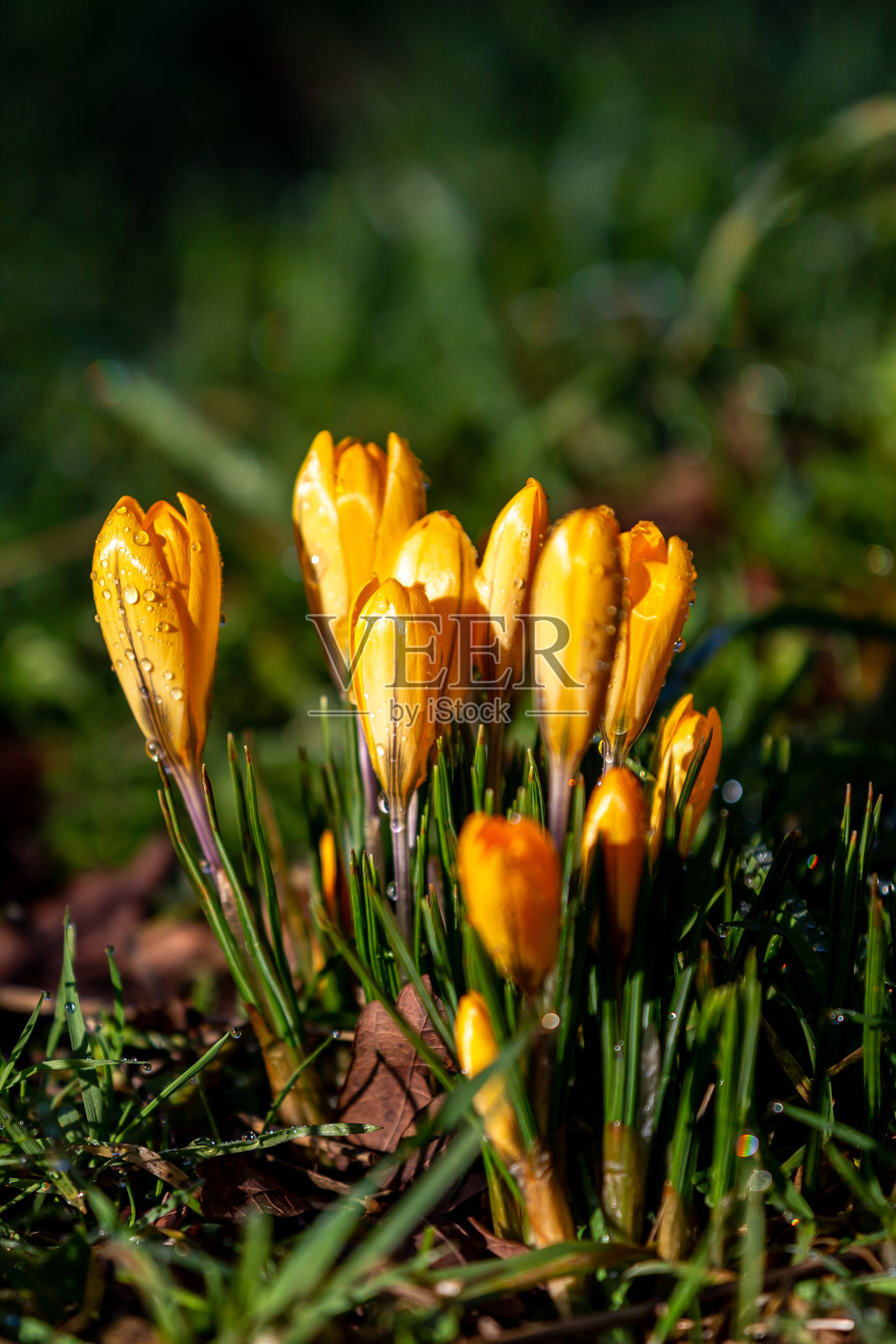 充满活力的黄色番红花与浅的深度的领域照片摄影图片