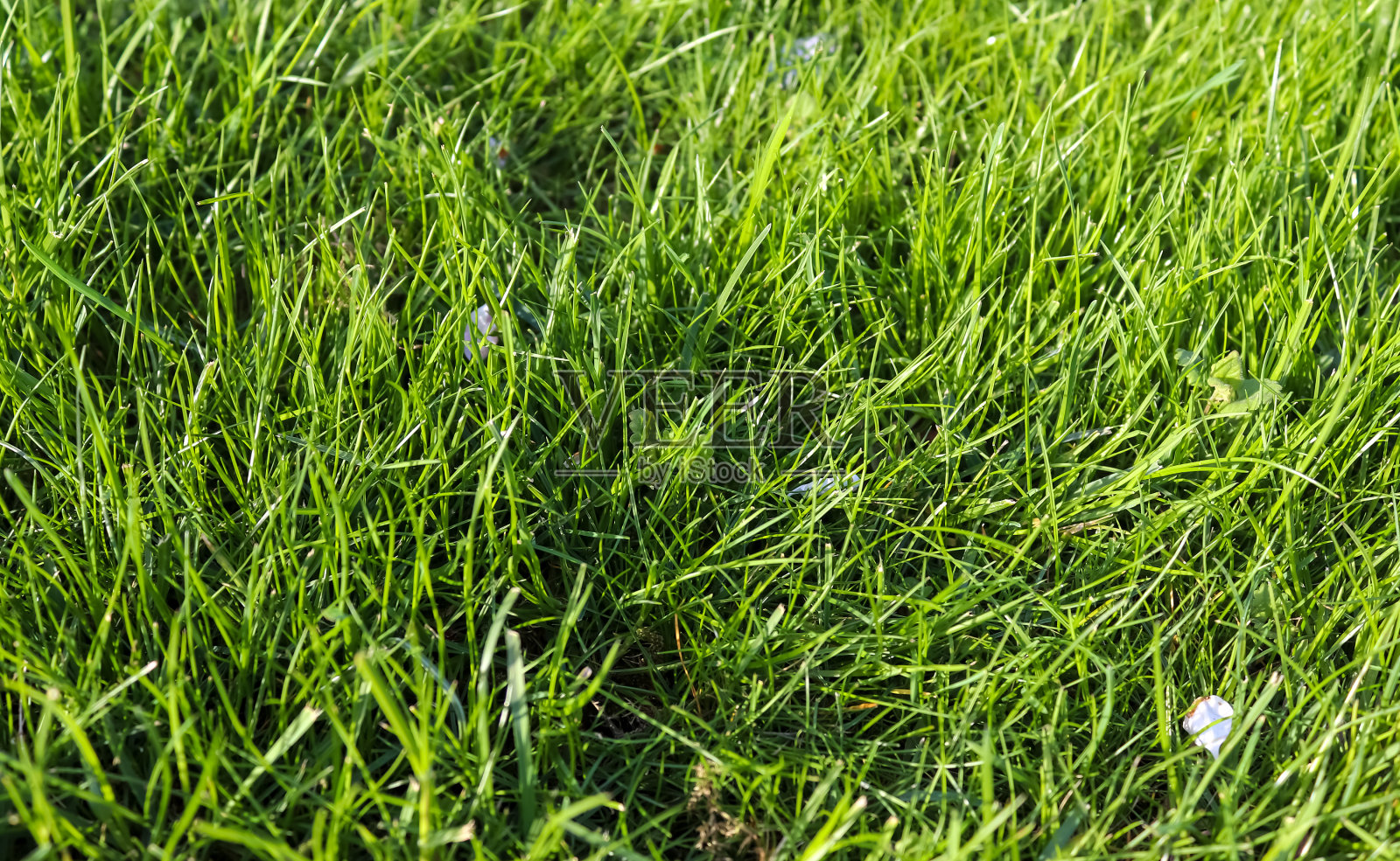 在一个阳光明媚的夏日，近距离观察草地上的绿草。照片摄影图片