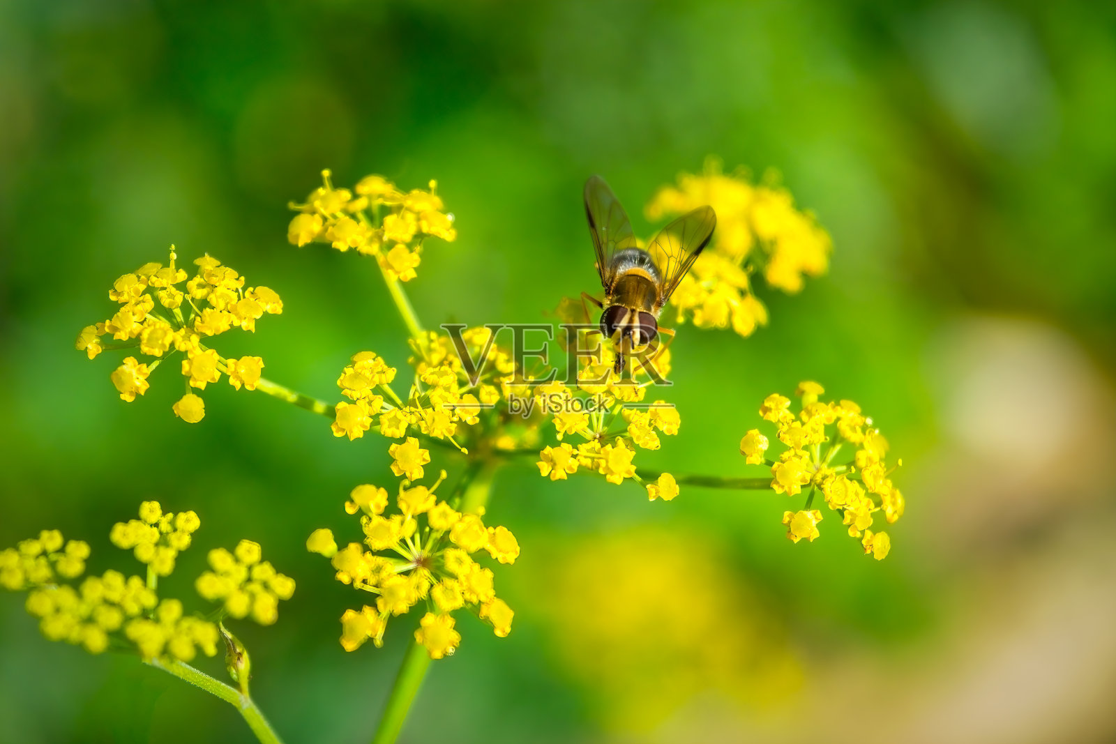 早晨的田野背景与野花。草地上的野花。照片摄影图片