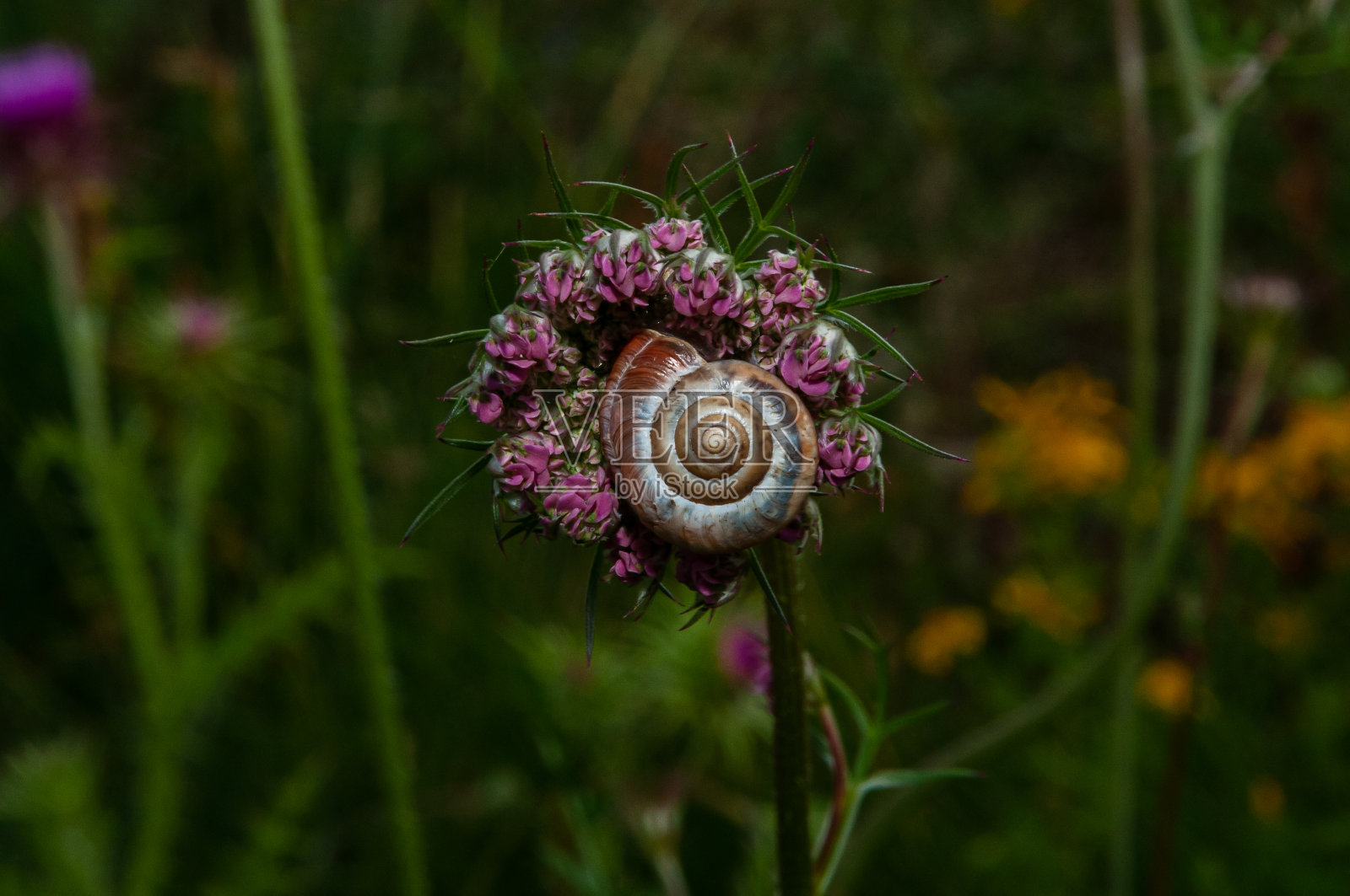 意大利植物和花卉照片摄影图片