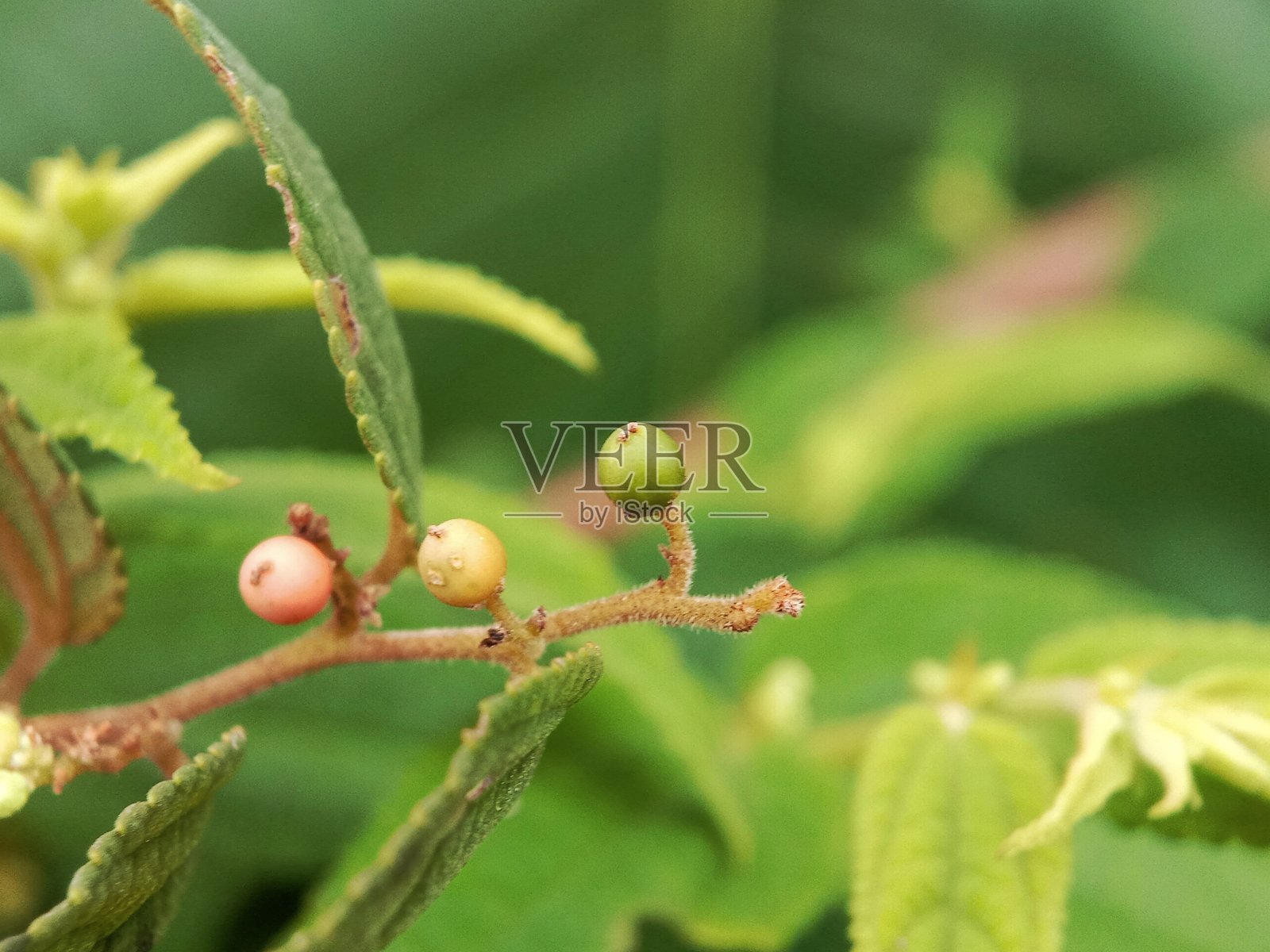 格雷维亚照片摄影图片