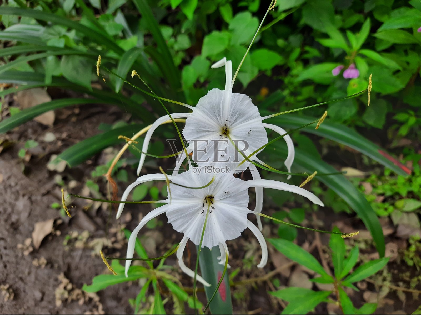 海百合，海滩蜘蛛百合，蜘蛛百合，黄花菜，虎百合，海百合，海百合，海百合，海百合，海百合，海百合，海百合，海百合，海百合，海百合，海百合，海百合，海百合，好运苏达山百合照片摄影图片