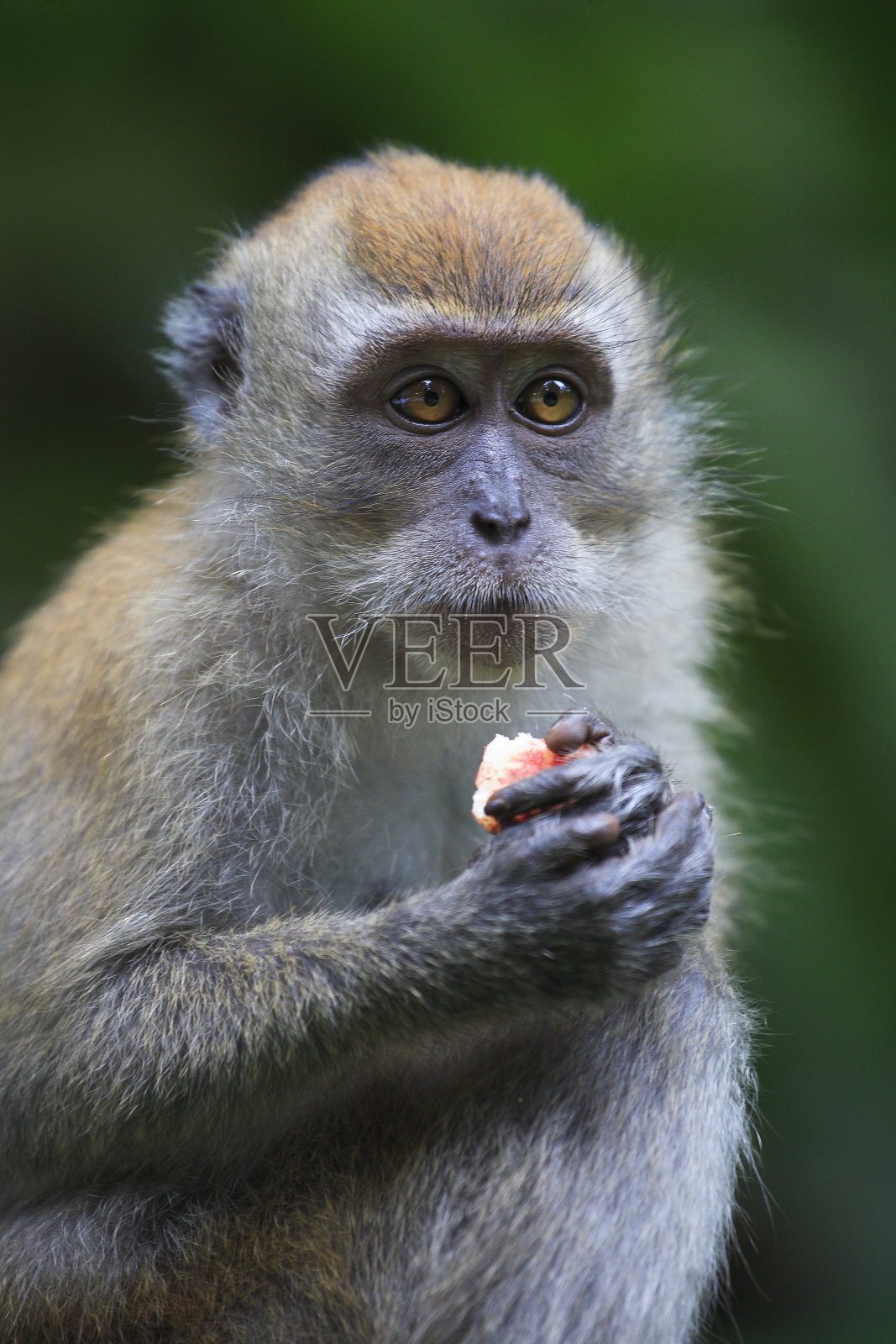 长尾猕猴照片摄影图片