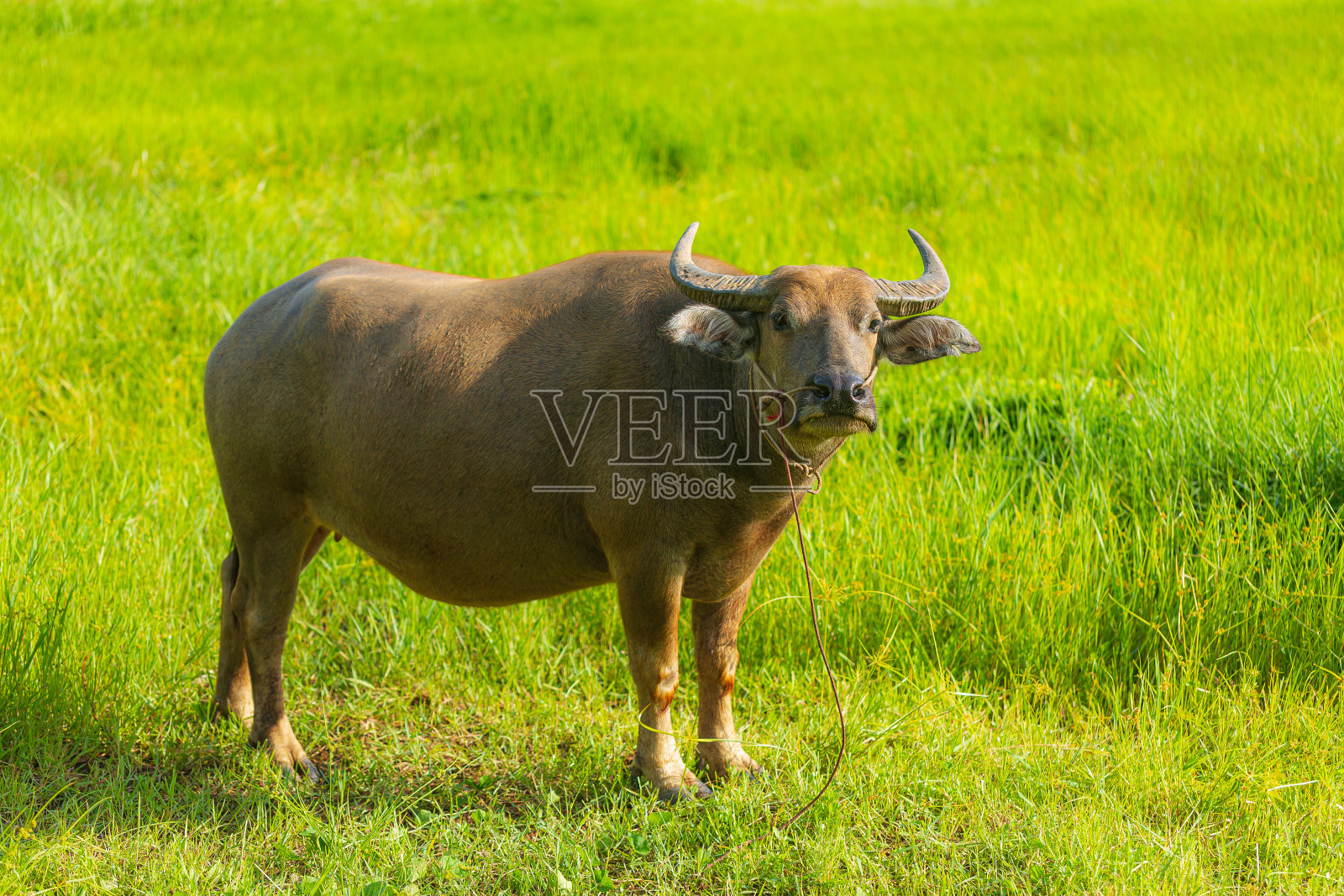 雨季里，一头水牛在一片绿色的草地上吃草。照片摄影图片