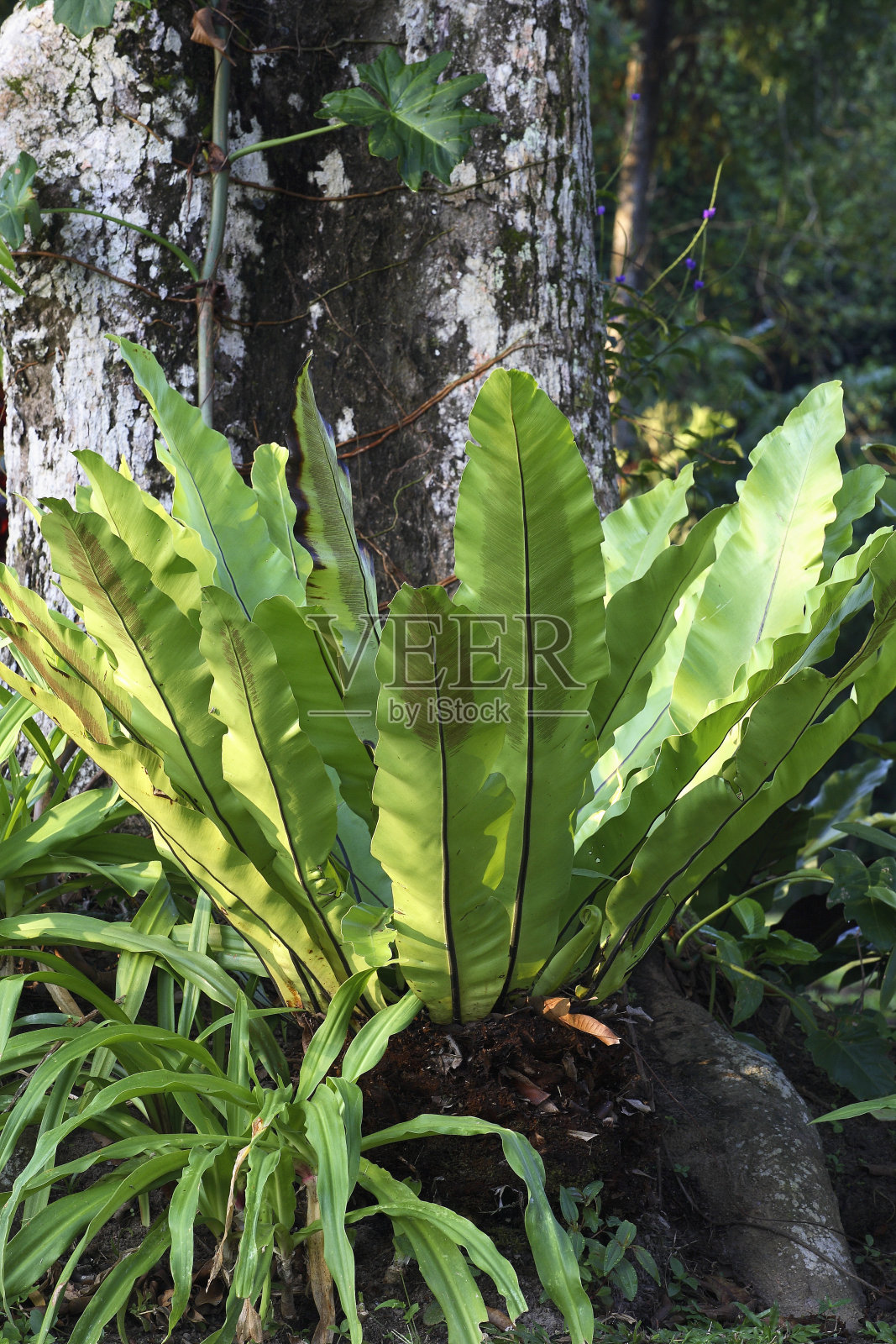 鸟巢蕨照片摄影图片