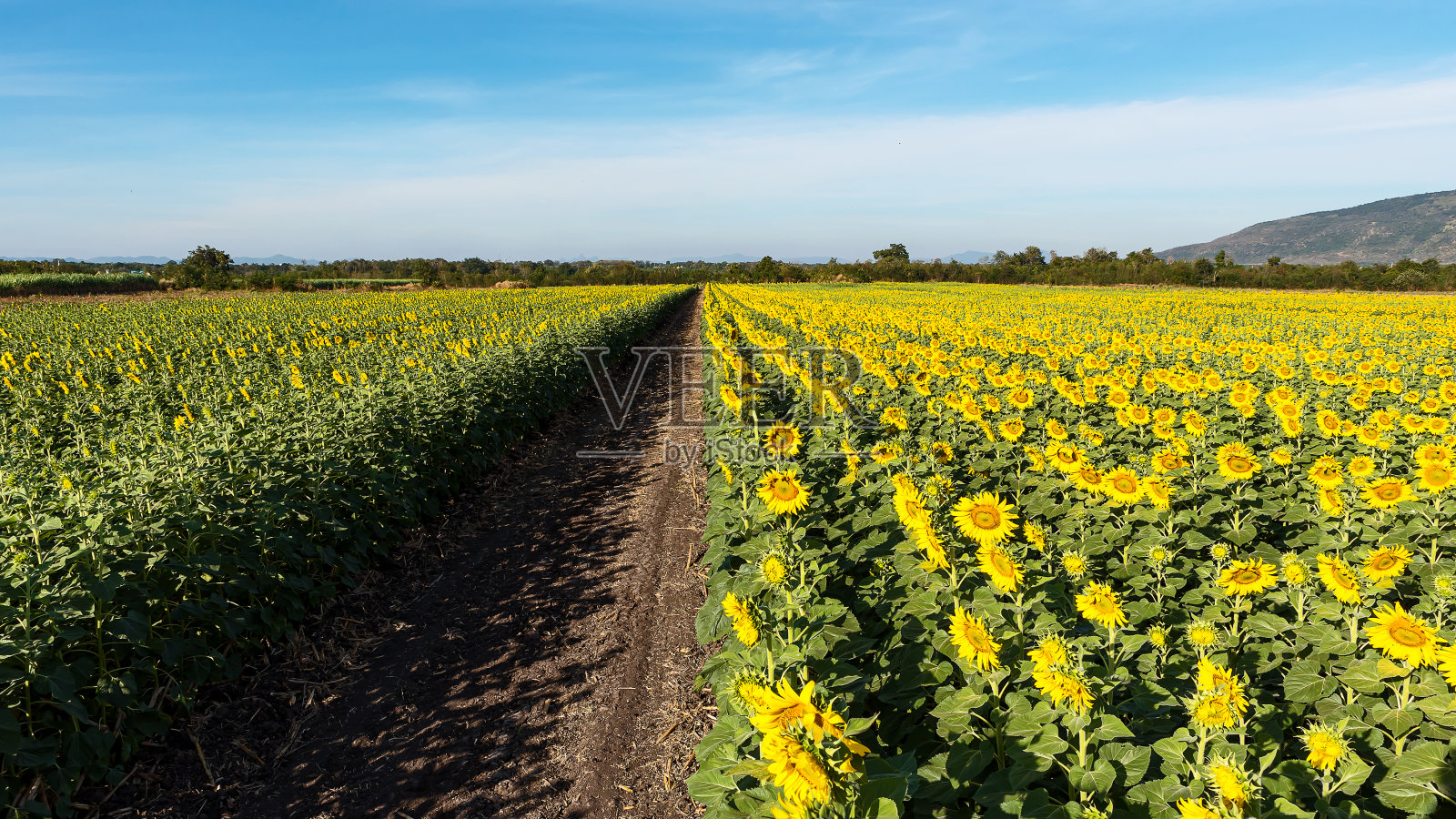 美丽的黄色向日葵在蓝天与白云的映衬下在田野里照片摄影图片