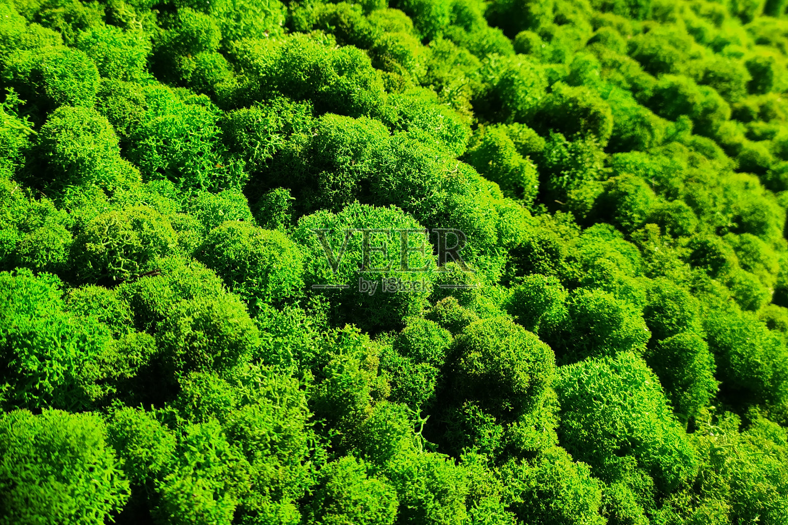 淡绿色装饰苔藓，用于装饰照片摄影图片