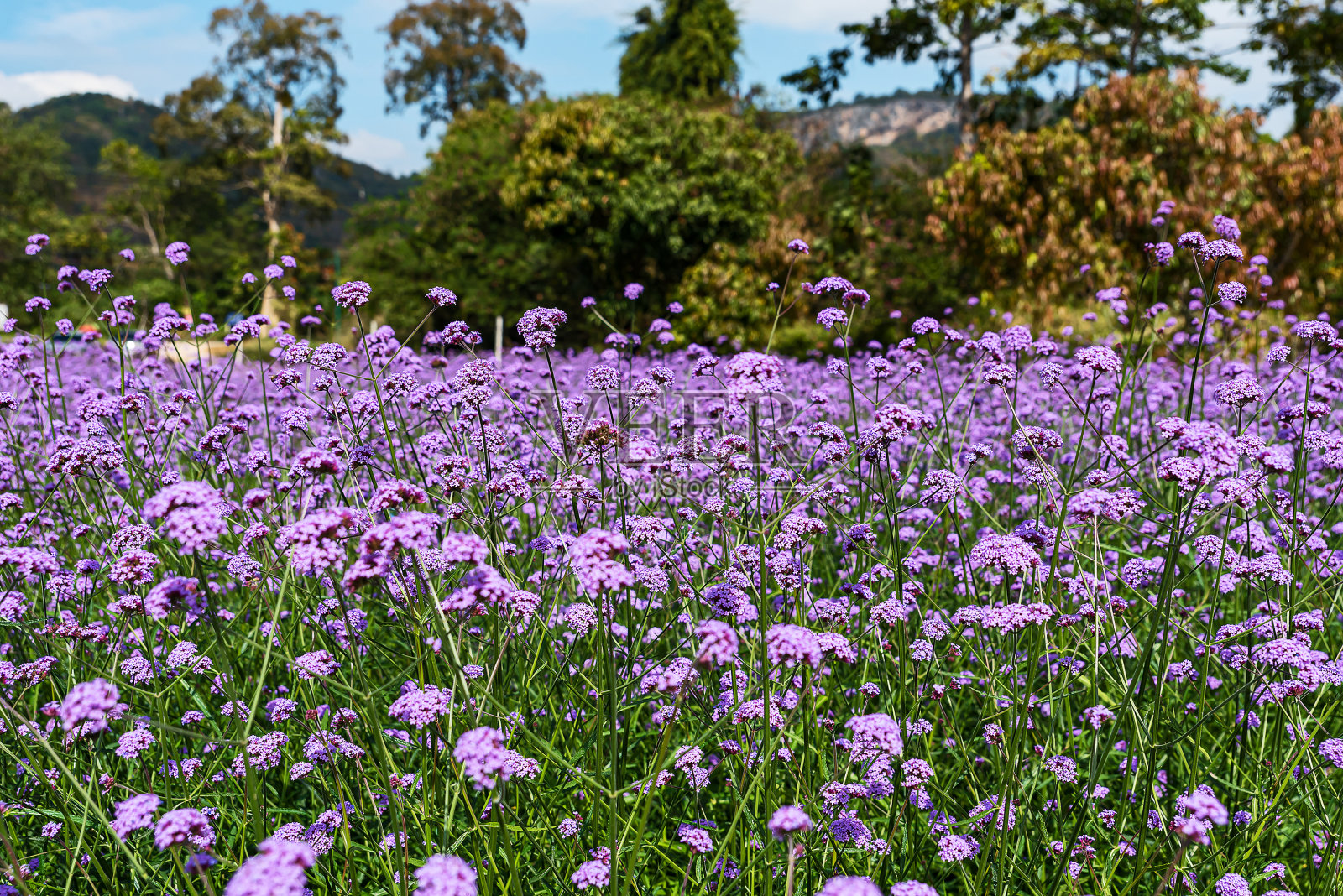 美丽的马鞭草花园在Khao Yai，在Pakchong泰国照片摄影图片