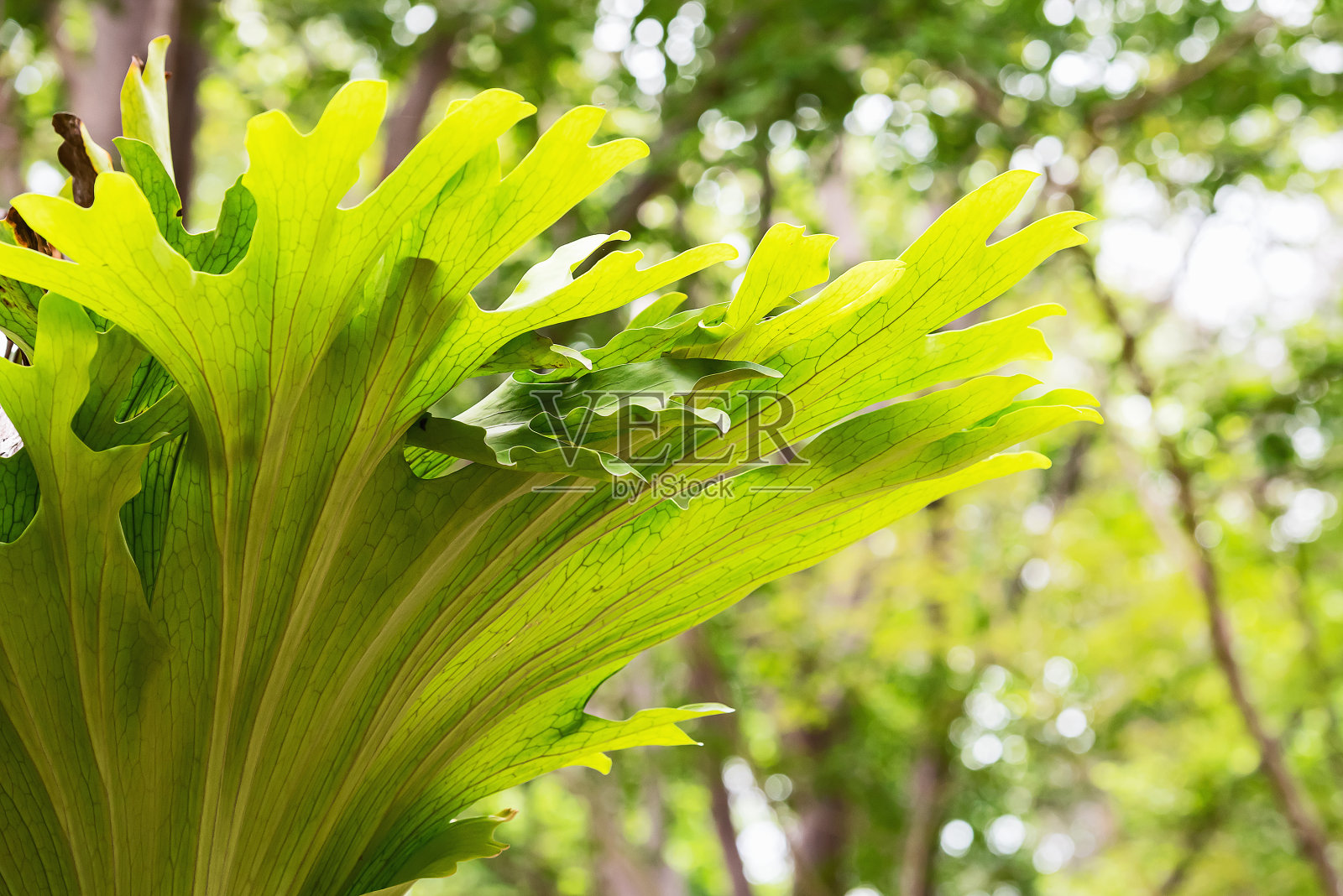 特写的叶片的铂铈超级bum照片摄影图片