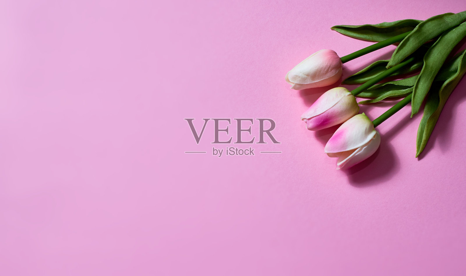 三束淡粉色的郁金香在粉红色的纸背景上。复制空间,横幅照片摄影图片