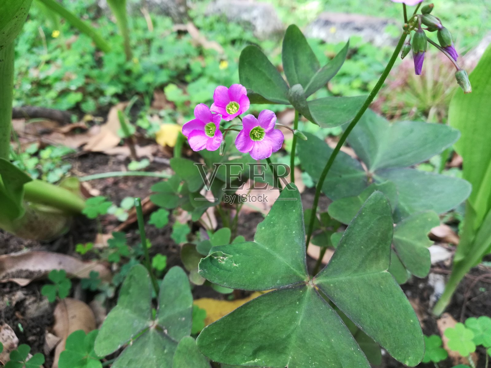 阔叶酢浆草，酢浆草，阔叶酢浆草，墨西哥酢浆草照片摄影图片