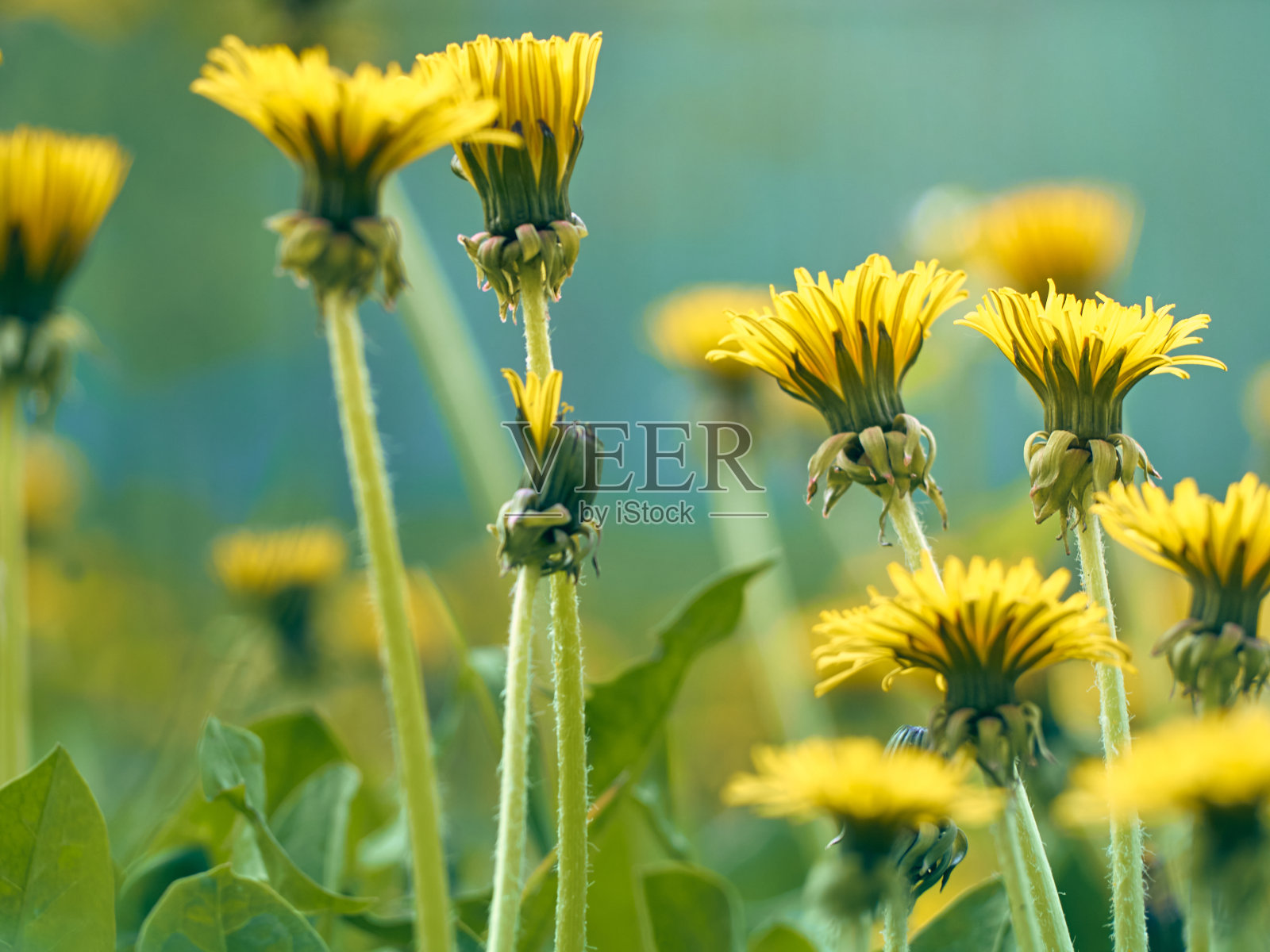 花园里的蒲公英照片摄影图片