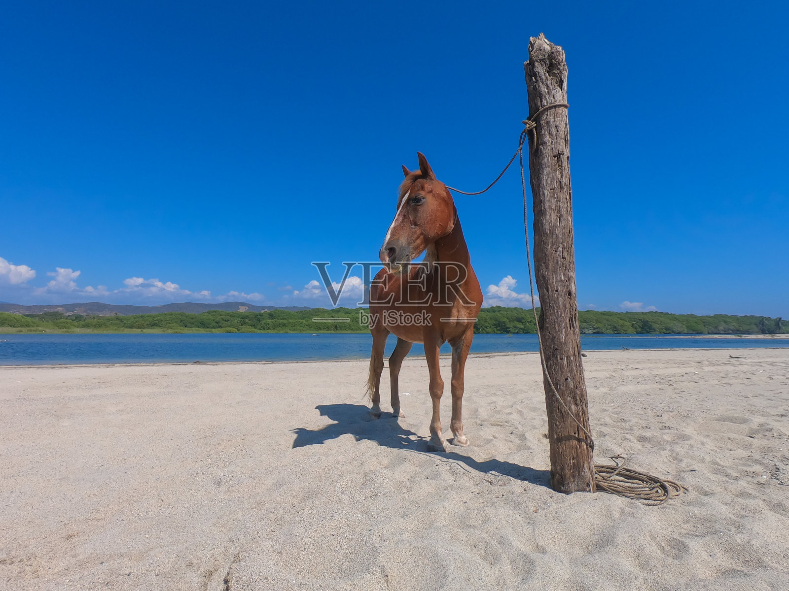马拴在海滩的岸边照片摄影图片