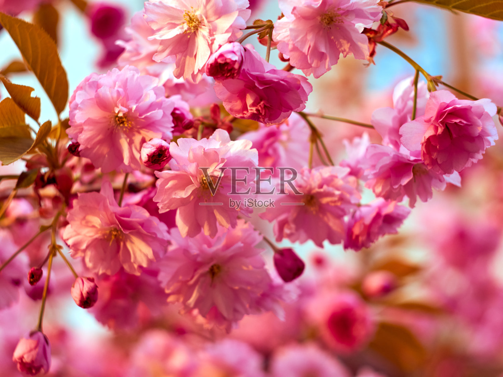 公园里盛开的樱花。照片摄影图片