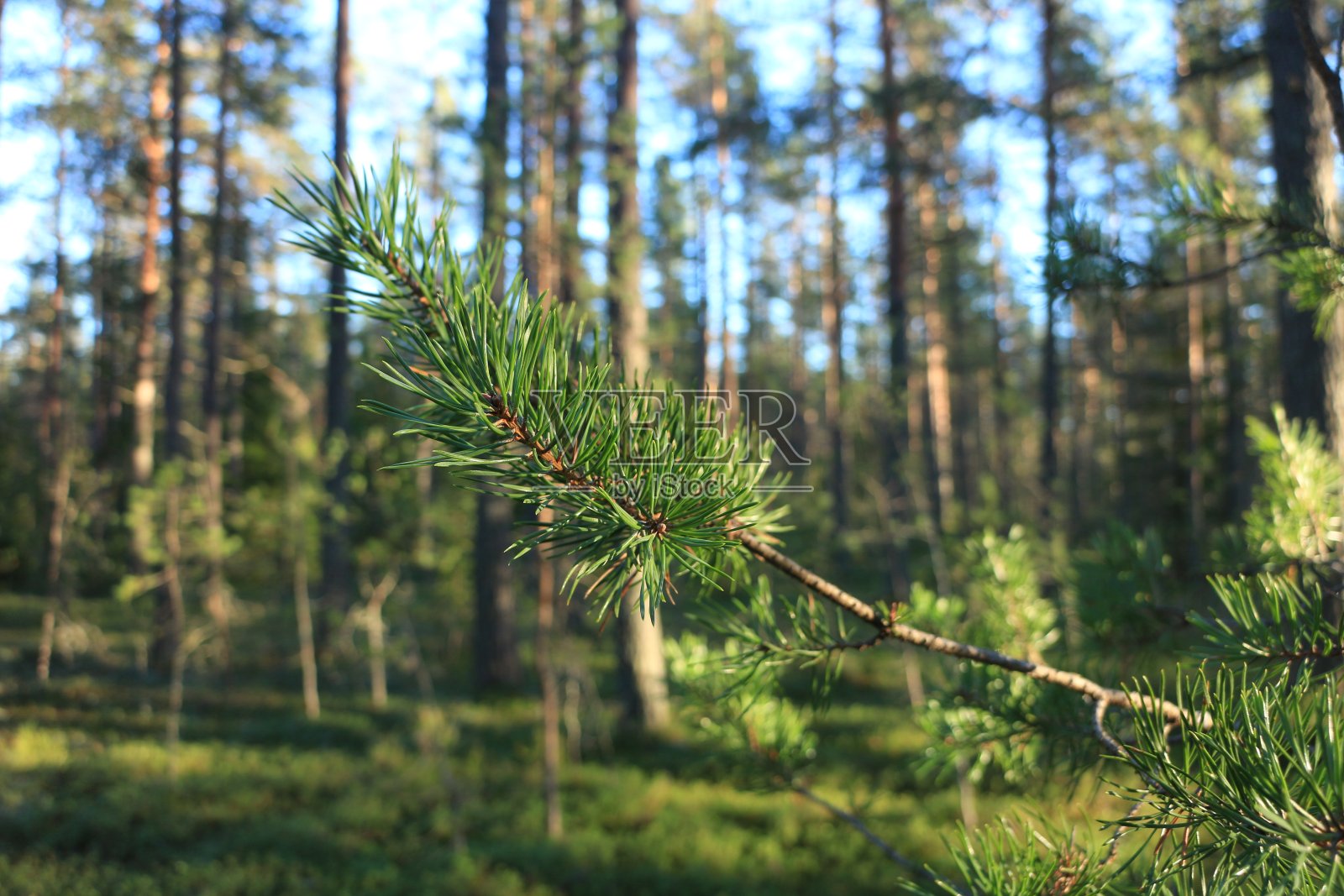 松树翠绿的枝叶和针叶特写照片摄影图片