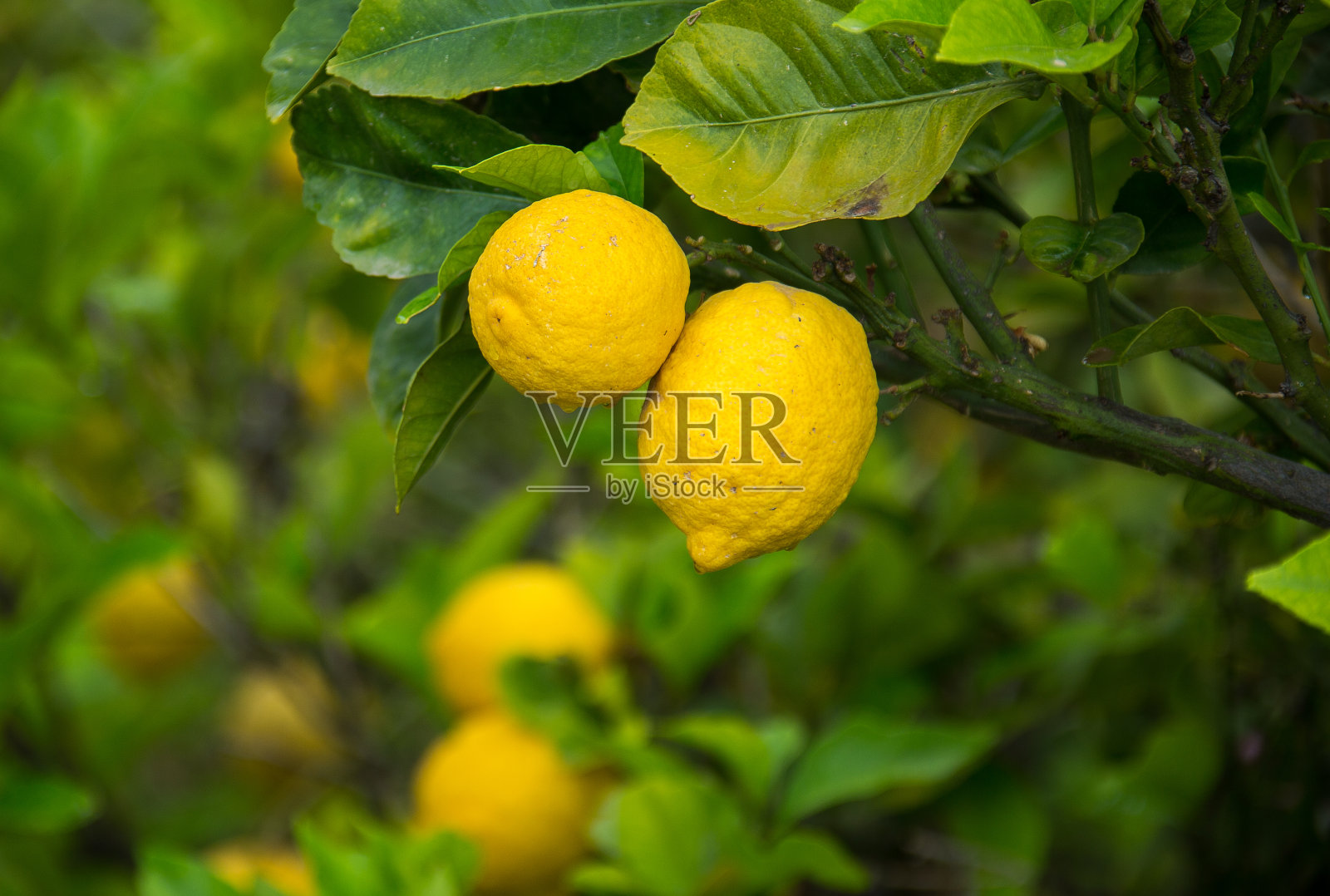 希腊克里特岛的柠檬树照片摄影图片
