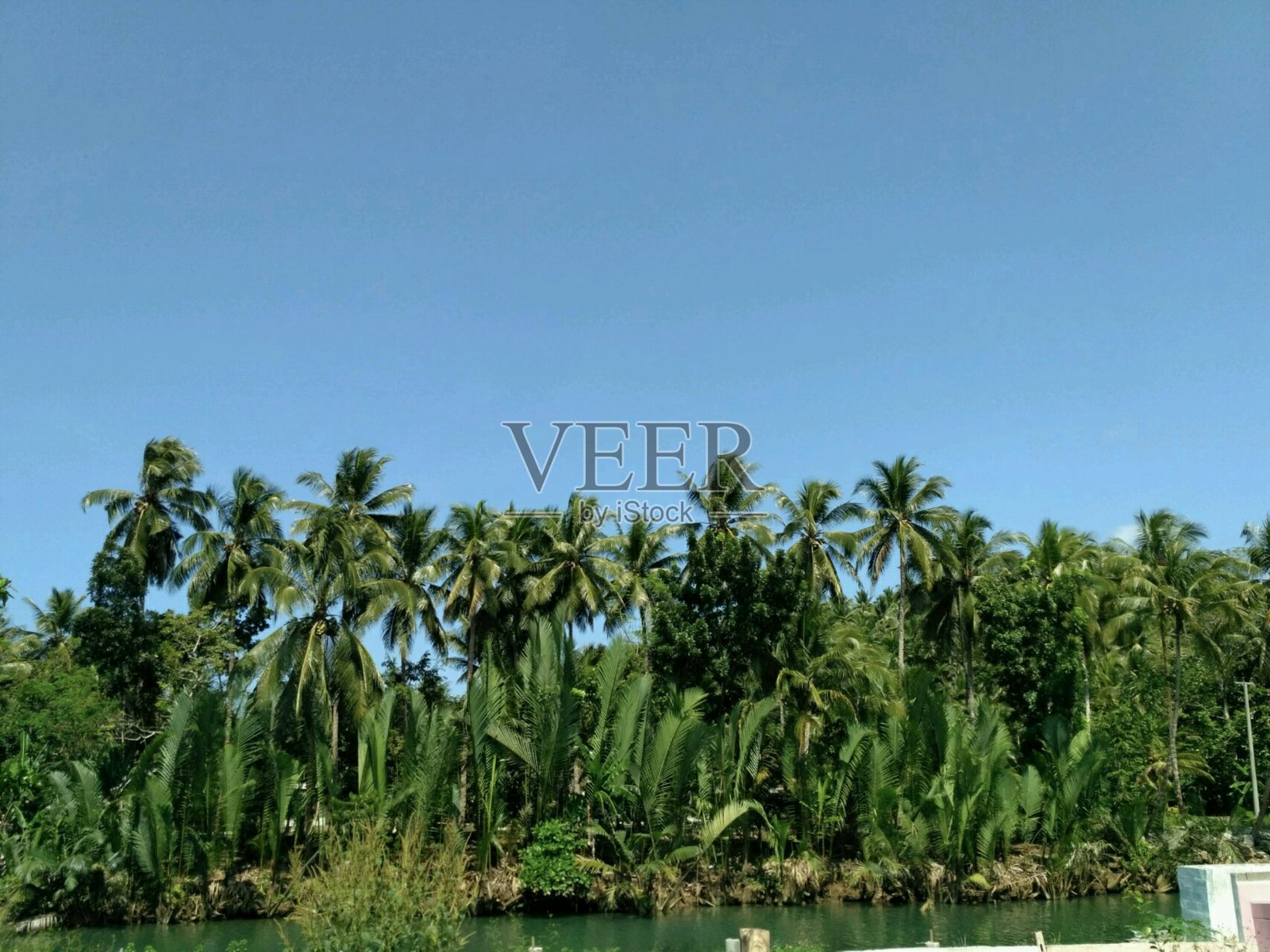 树照片摄影图片