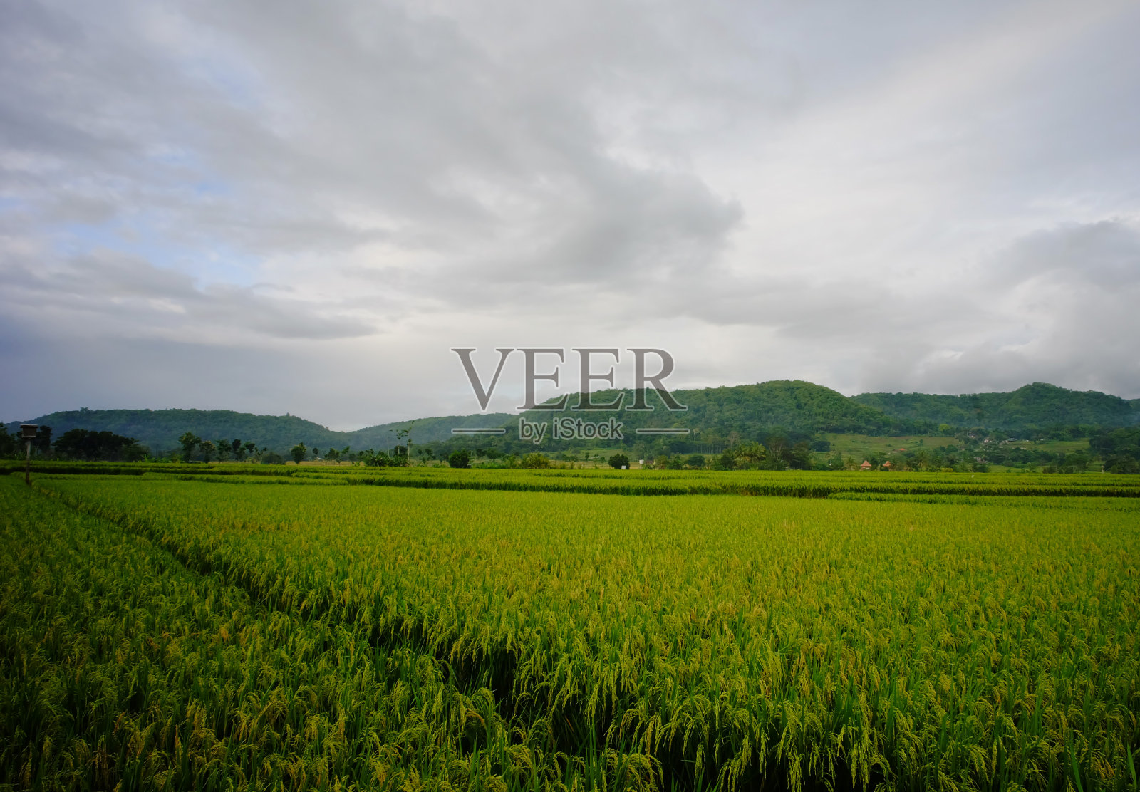 广阔的稻田。照片摄影图片