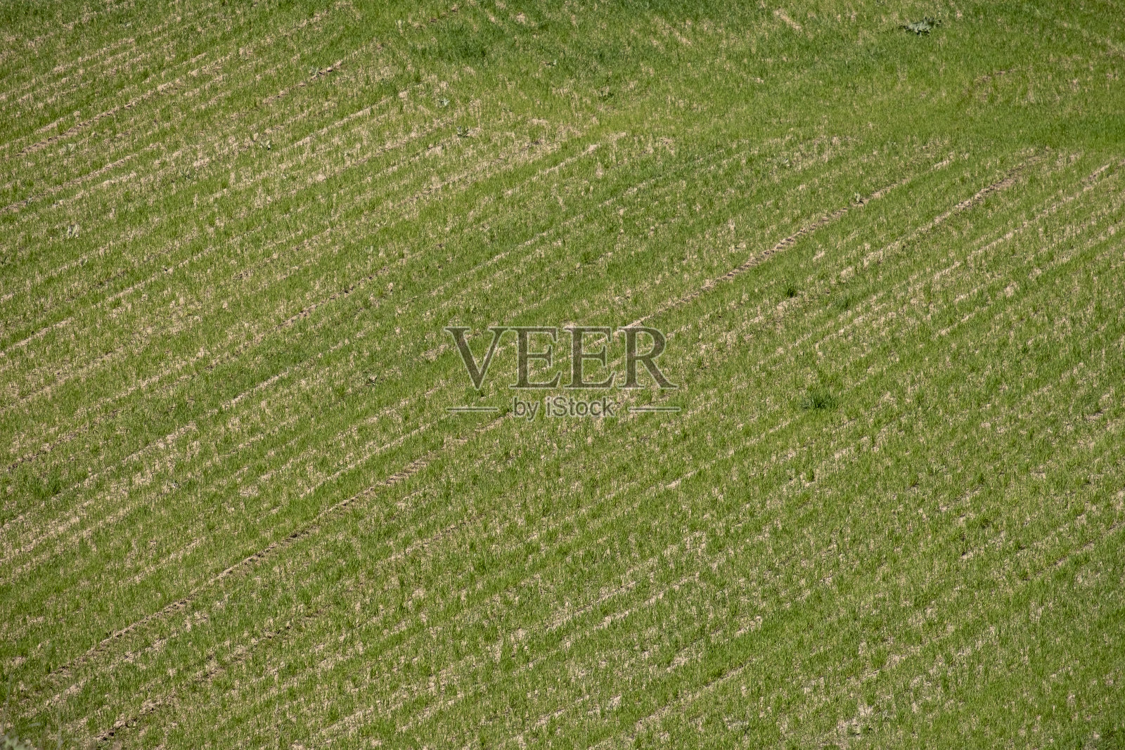 农业领域的观点照片摄影图片