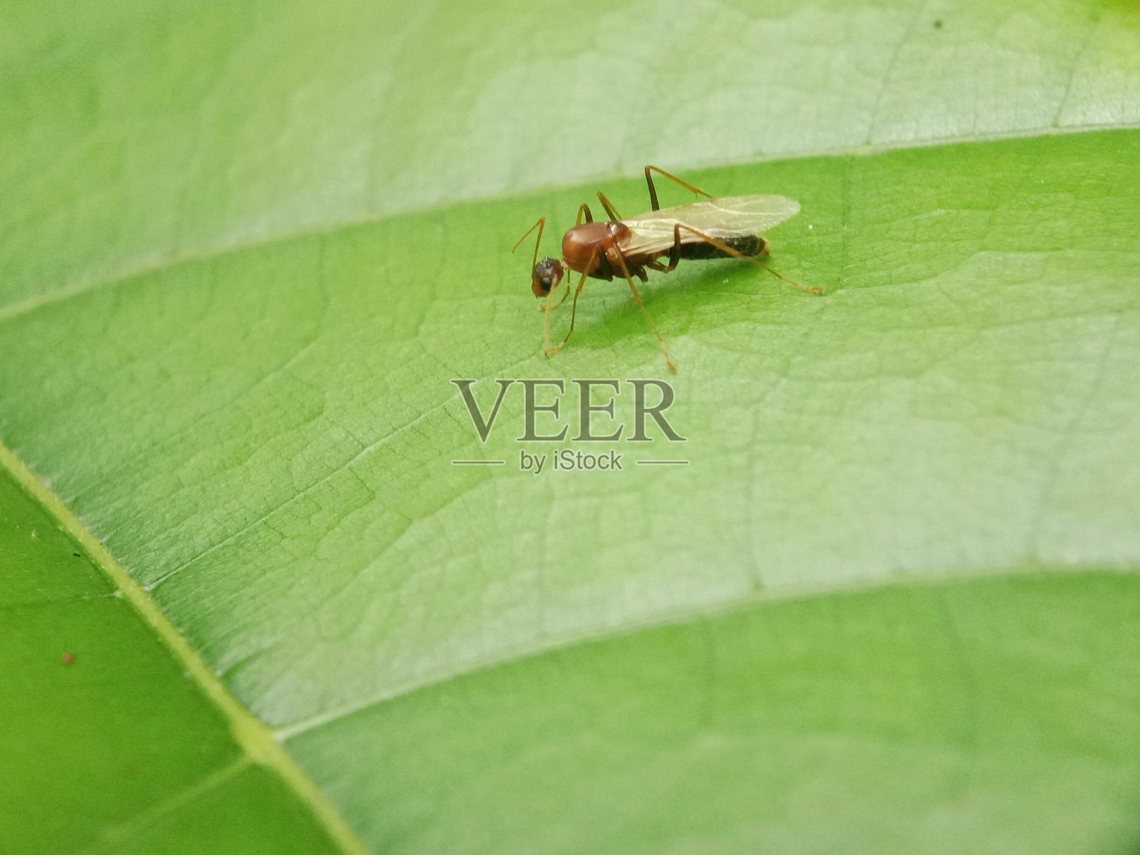 佛罗里达capterner蚂蚁照片摄影图片