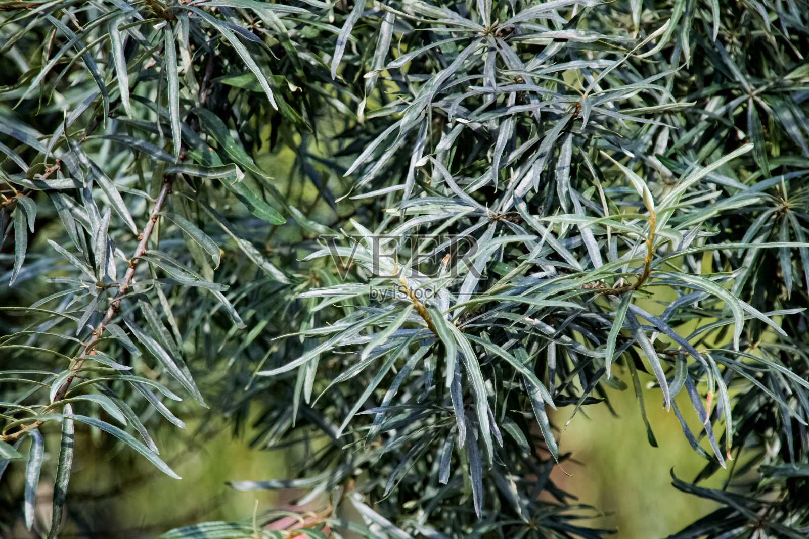 长着绿色叶子的树枝闭合起来照片摄影图片