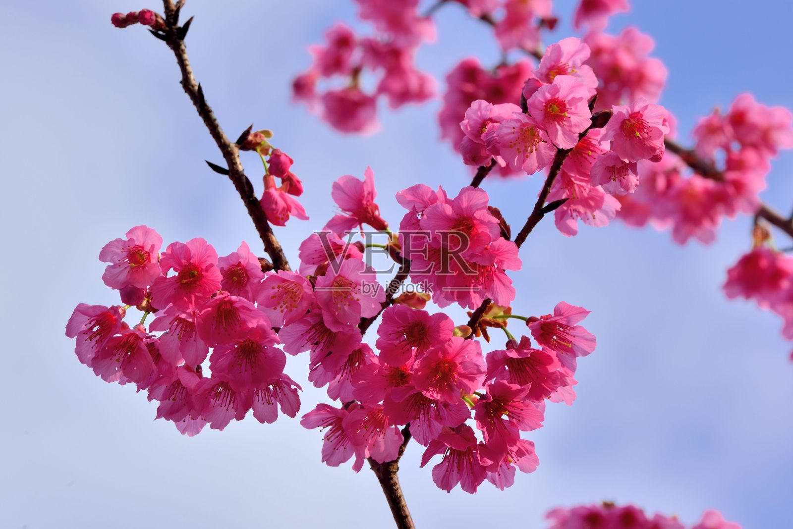 台湾山樱花(Prunus campanulata Maxim)照片摄影图片