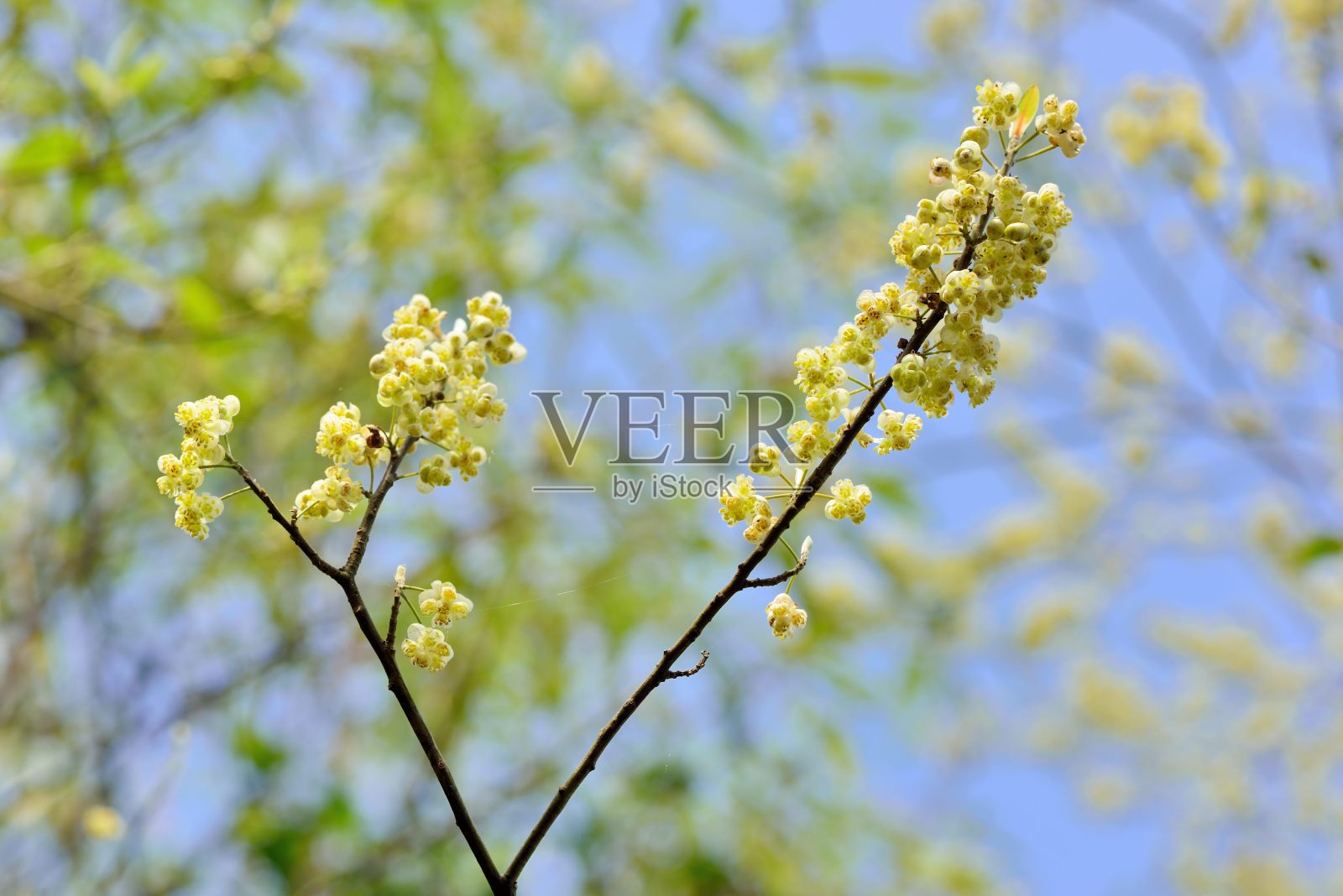 木姜子属cubeba照片摄影图片