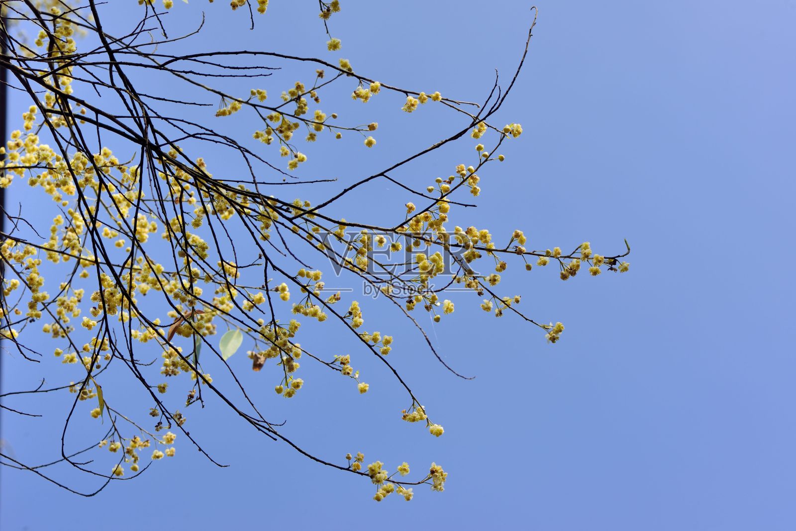 木姜子属cubeba照片摄影图片