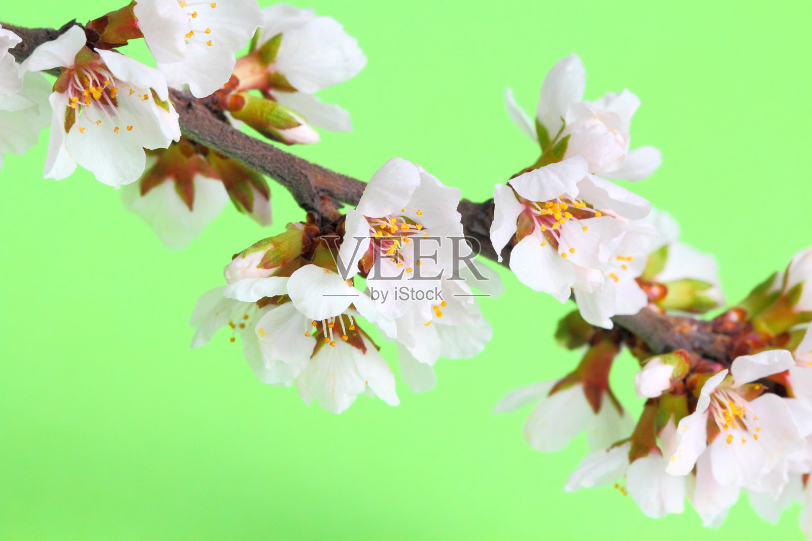 枝上的樱花花蕾特写，背景为鲜绿色。照片摄影图片