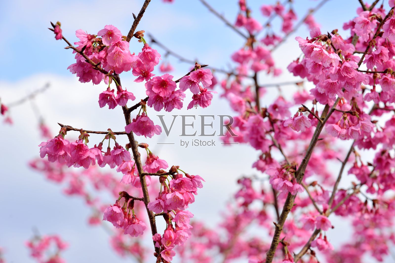 台湾山樱花(Prunus campanulata Maxim)照片摄影图片