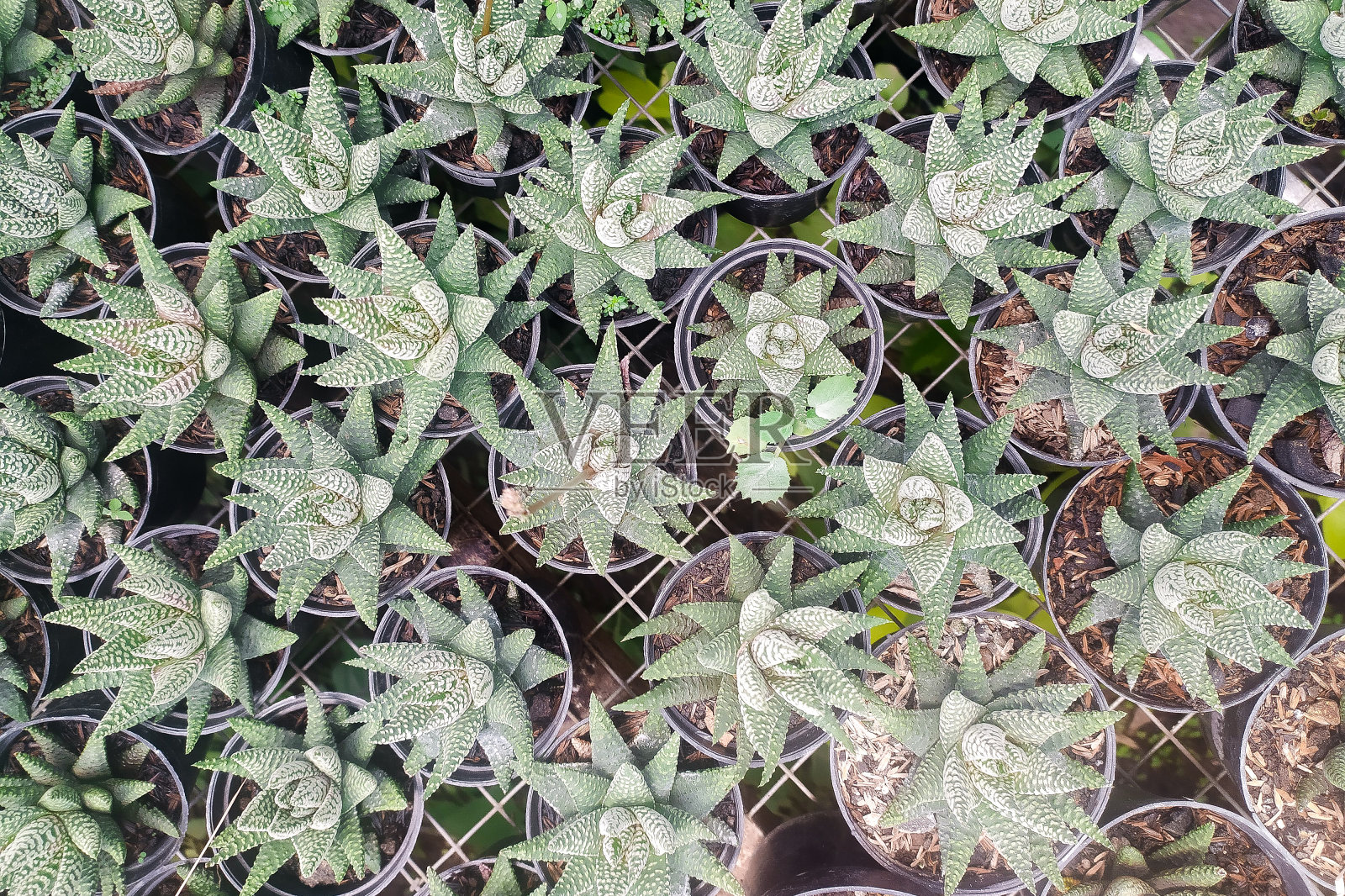 多汁的照片摄影图片