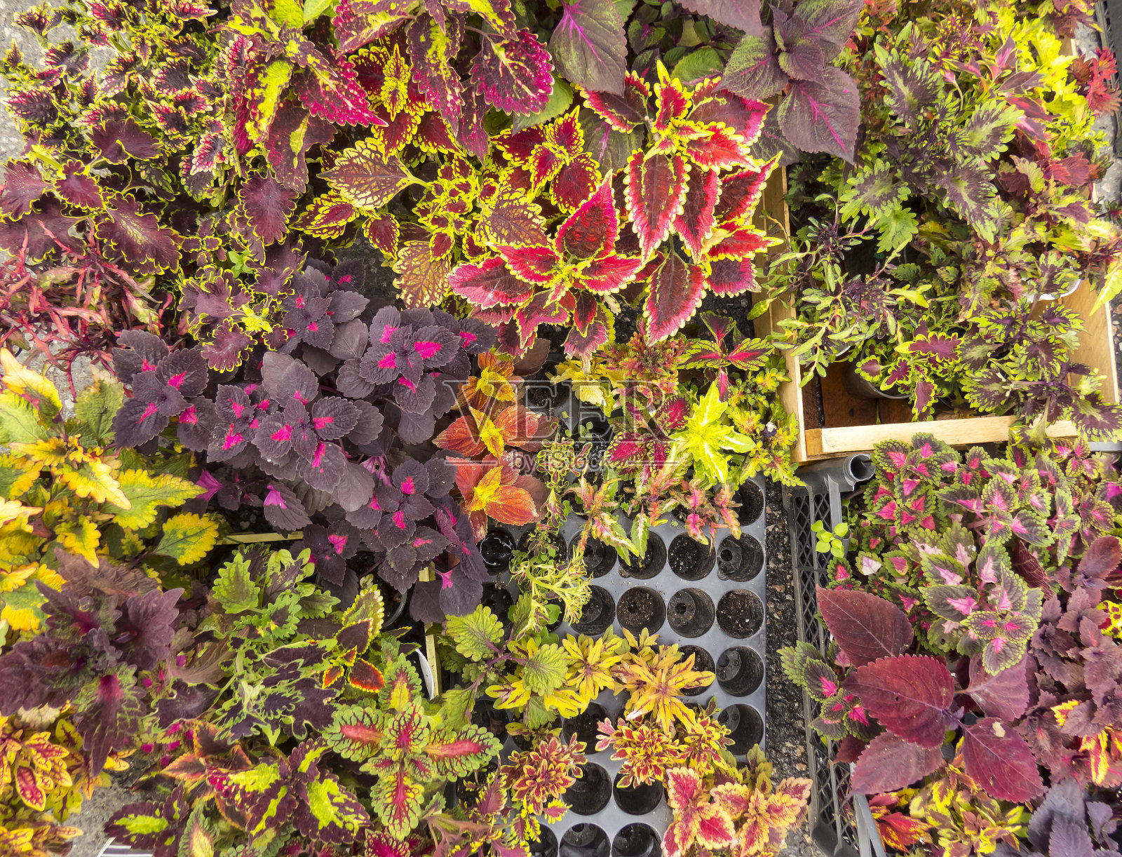 红色和粉红色的叶子照片摄影图片