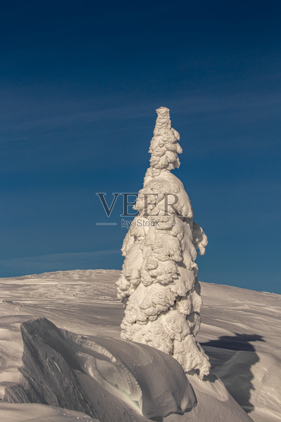云杉上覆盖着雪照片摄影图片