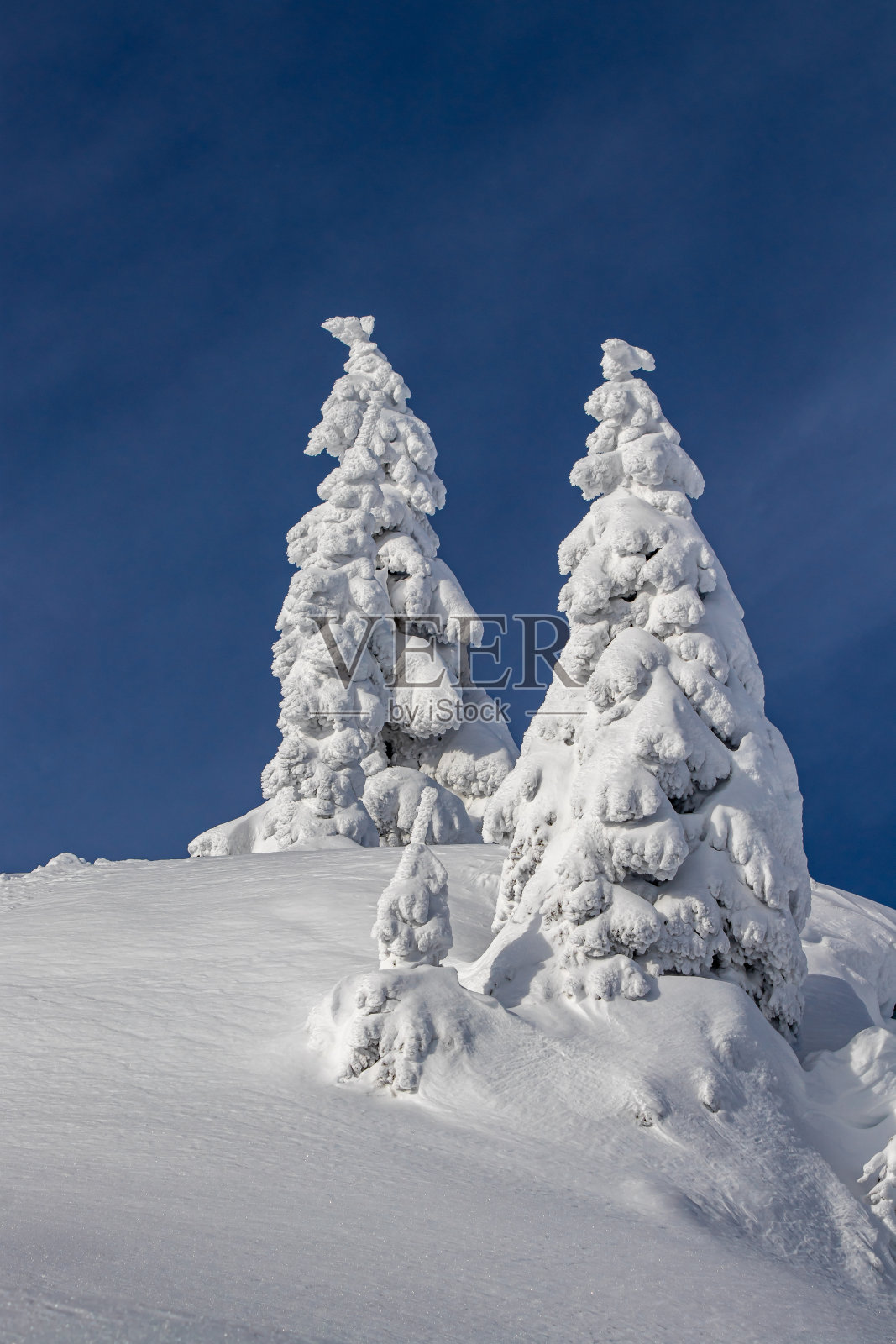 云杉上覆盖着雪照片摄影图片