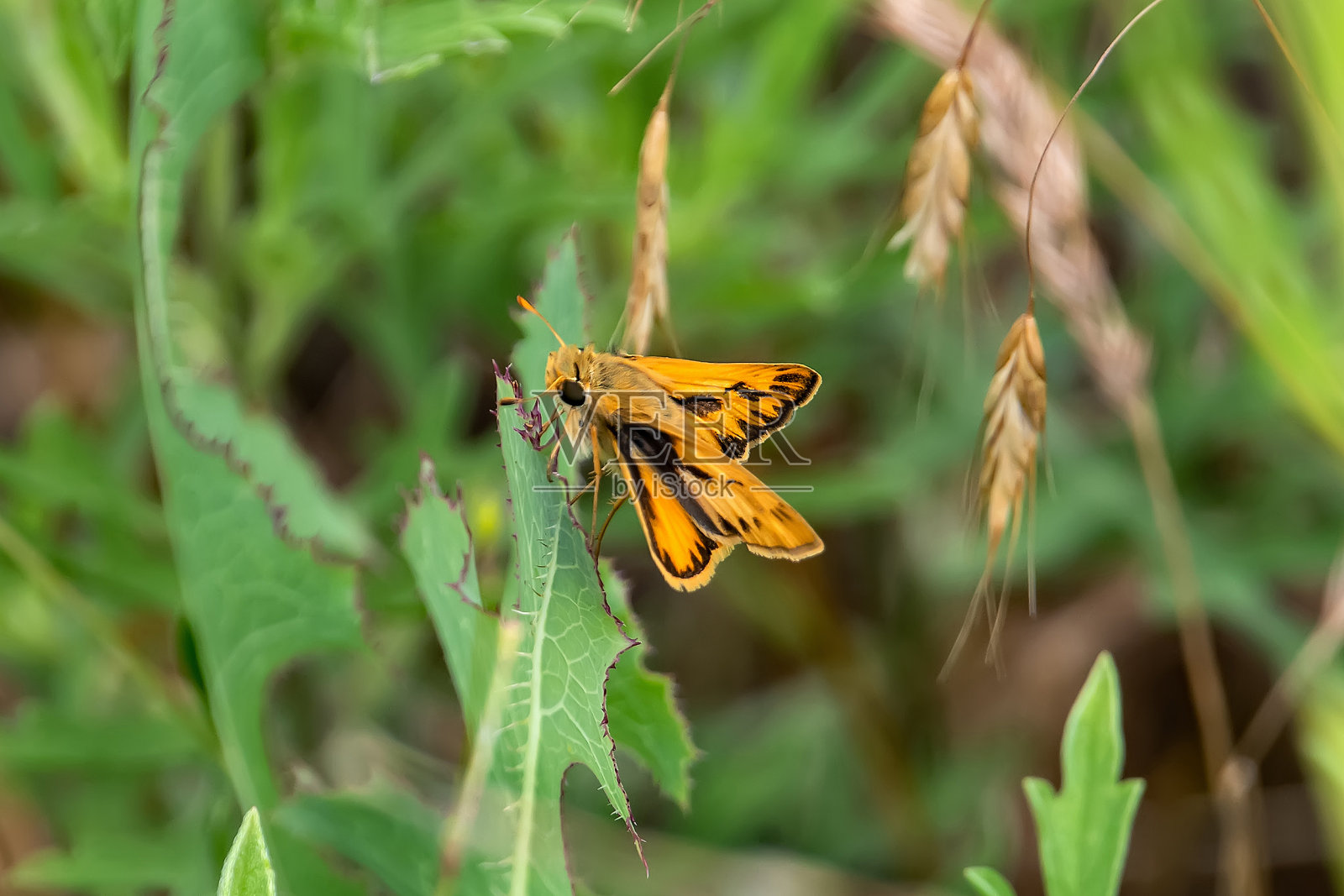 蝴蝶的队长照片摄影图片