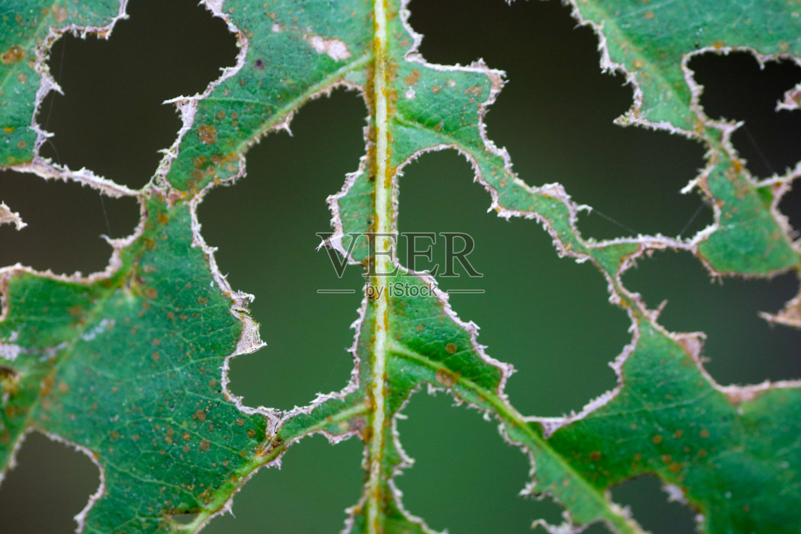 自然生活壁纸照片摄影图片
