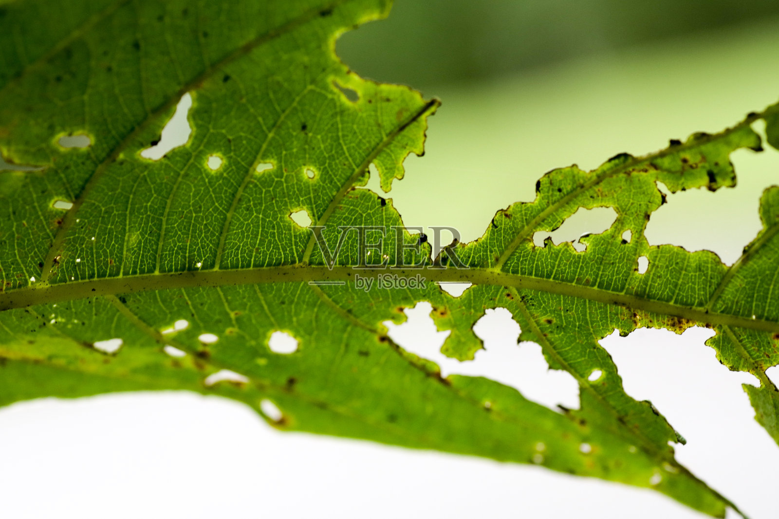 自然生活壁纸照片摄影图片