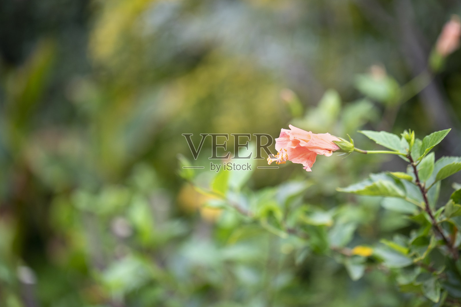 粉花与散景照片摄影图片