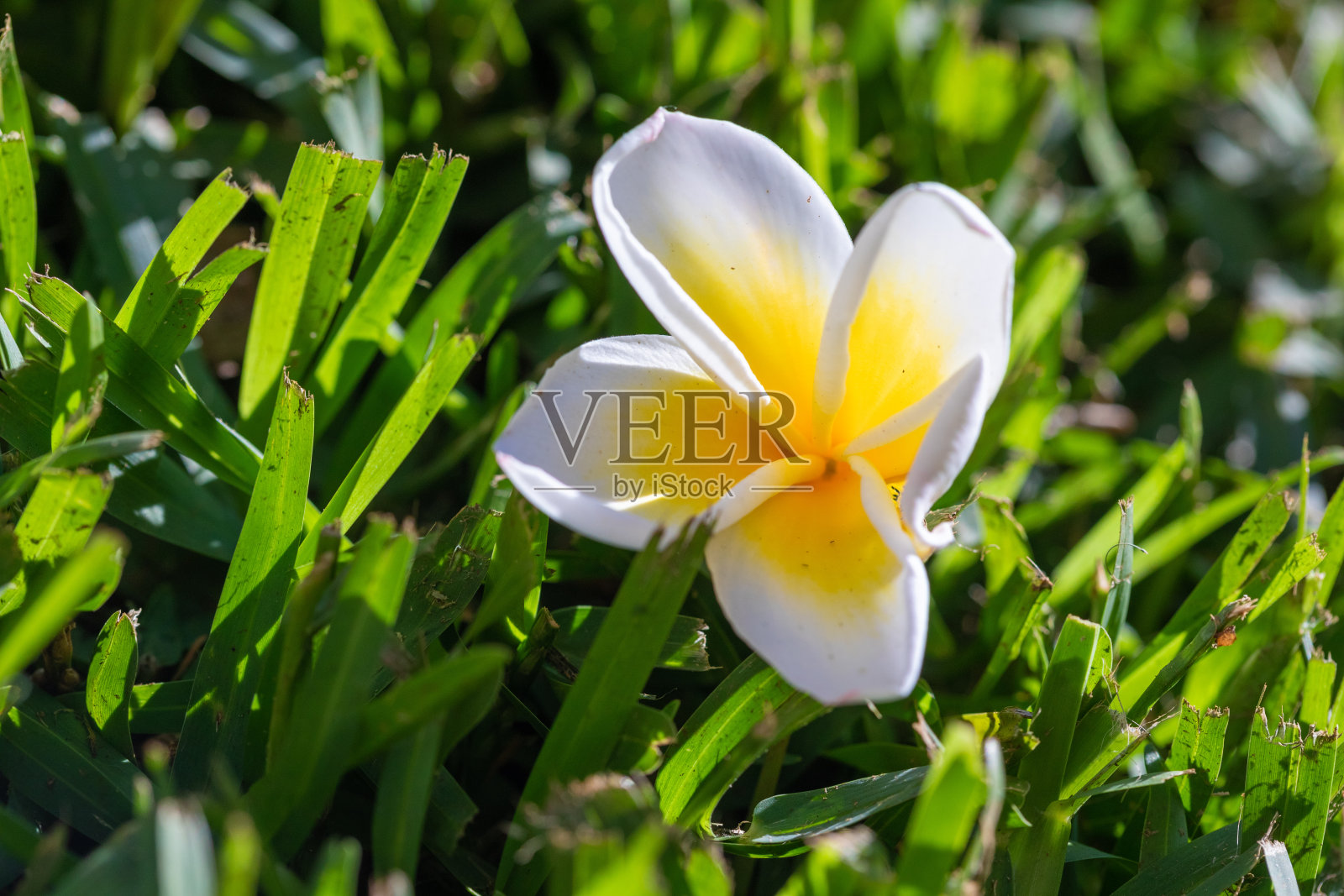 草上的鸡蛋花照片摄影图片