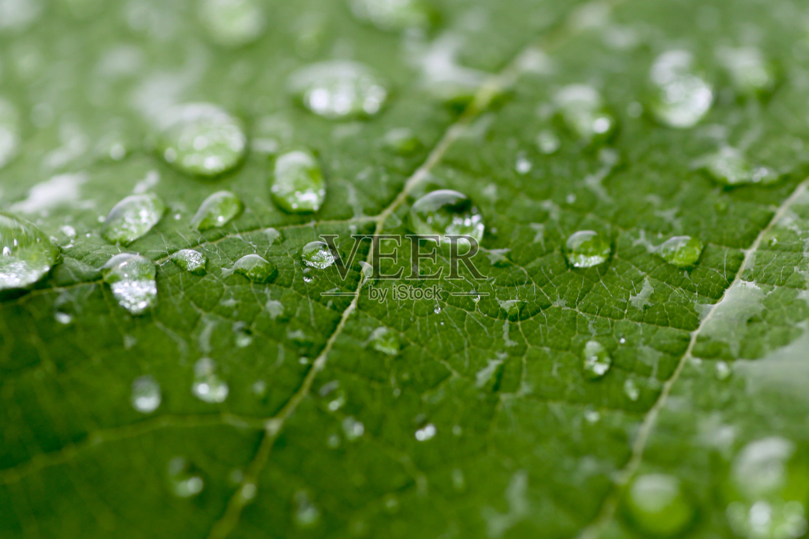 自然生活壁纸照片摄影图片