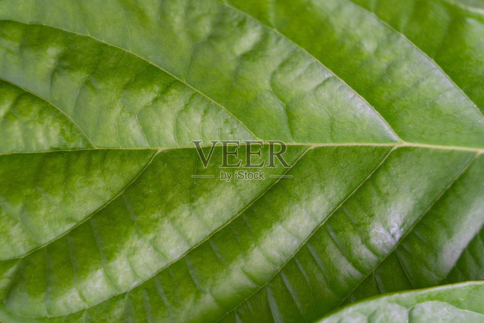 深绿色的热带植物鳄梨叶脉照片摄影图片